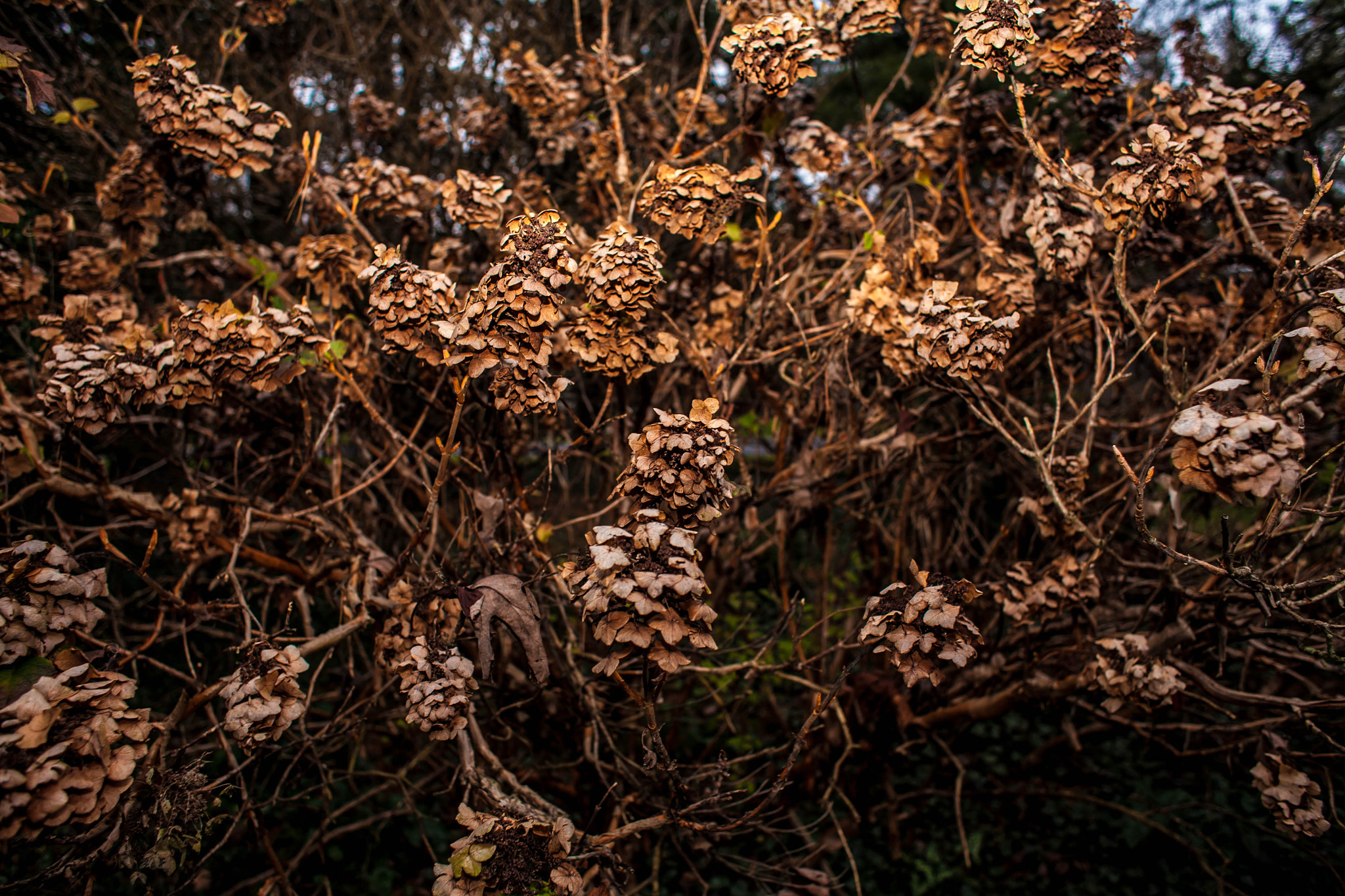 Canon EOS 5D + Canon EF 28mm F1.8 USM sample photo. Hydrangea quercifolia photography