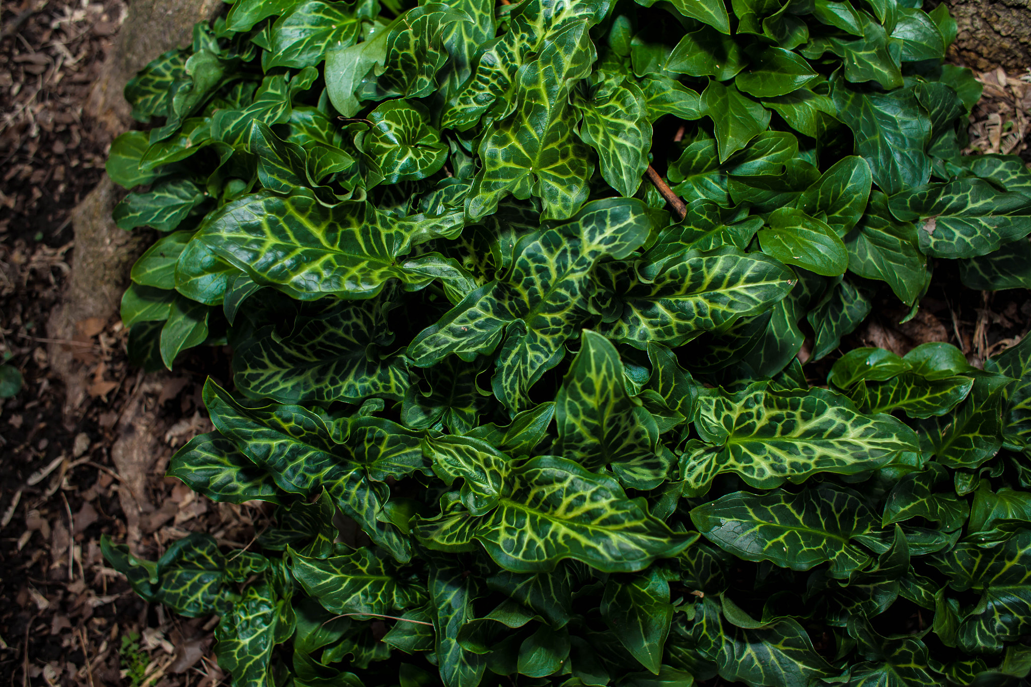 Canon EOS 5D + Canon EF 28mm F1.8 USM sample photo. Italian arum photography