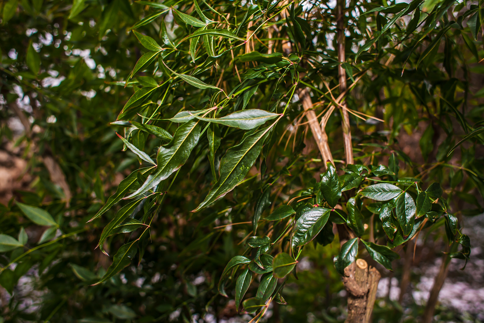Canon EOS 5D + Canon EF 28mm F1.8 USM sample photo. Nandina photography