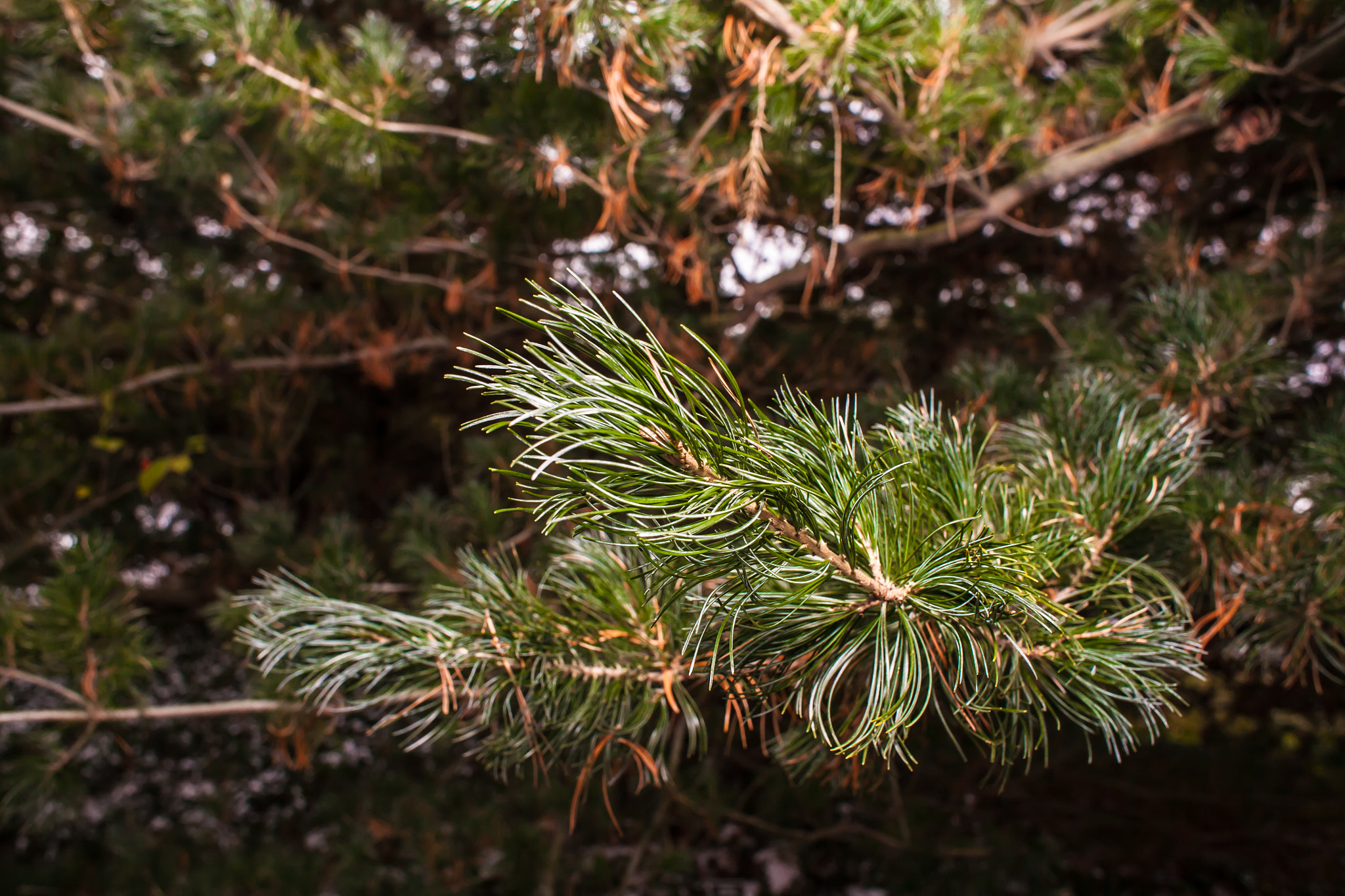 Canon EOS 5D + Canon EF 28mm F1.8 USM sample photo. Pinus parviflora photography