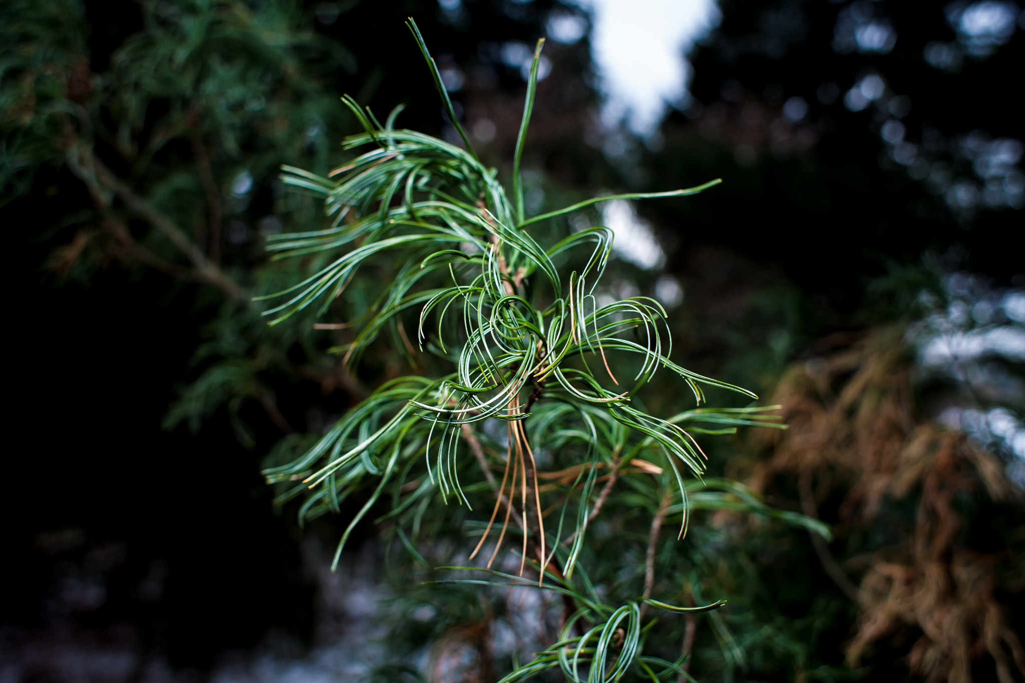 Canon EOS 5D + Canon EF 28mm F1.8 USM sample photo. Pinus strobus 'contorta' photography