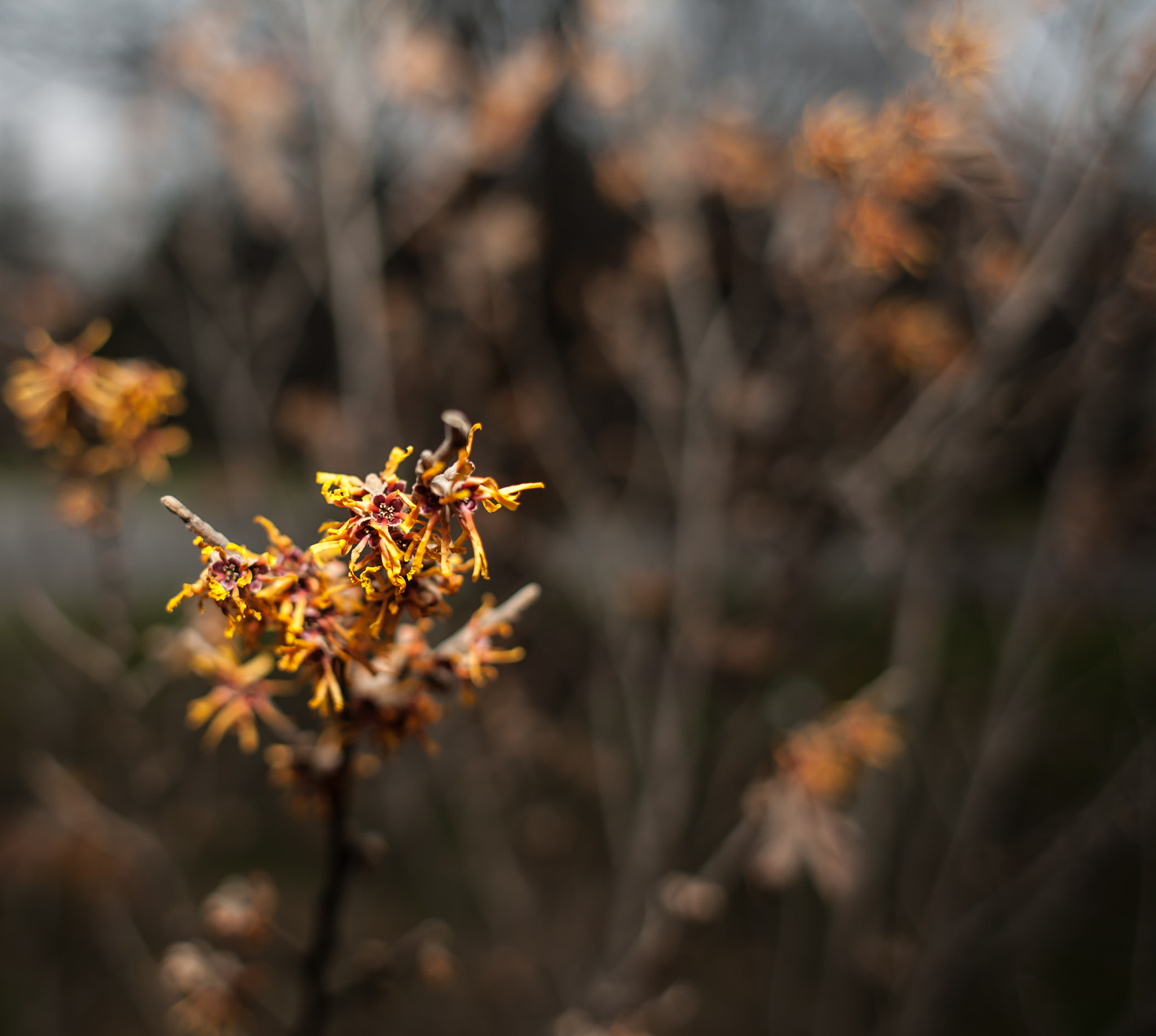Canon EOS 5D + Canon EF 28mm F1.8 USM sample photo. Hamamelis mollis 'rochester' photography
