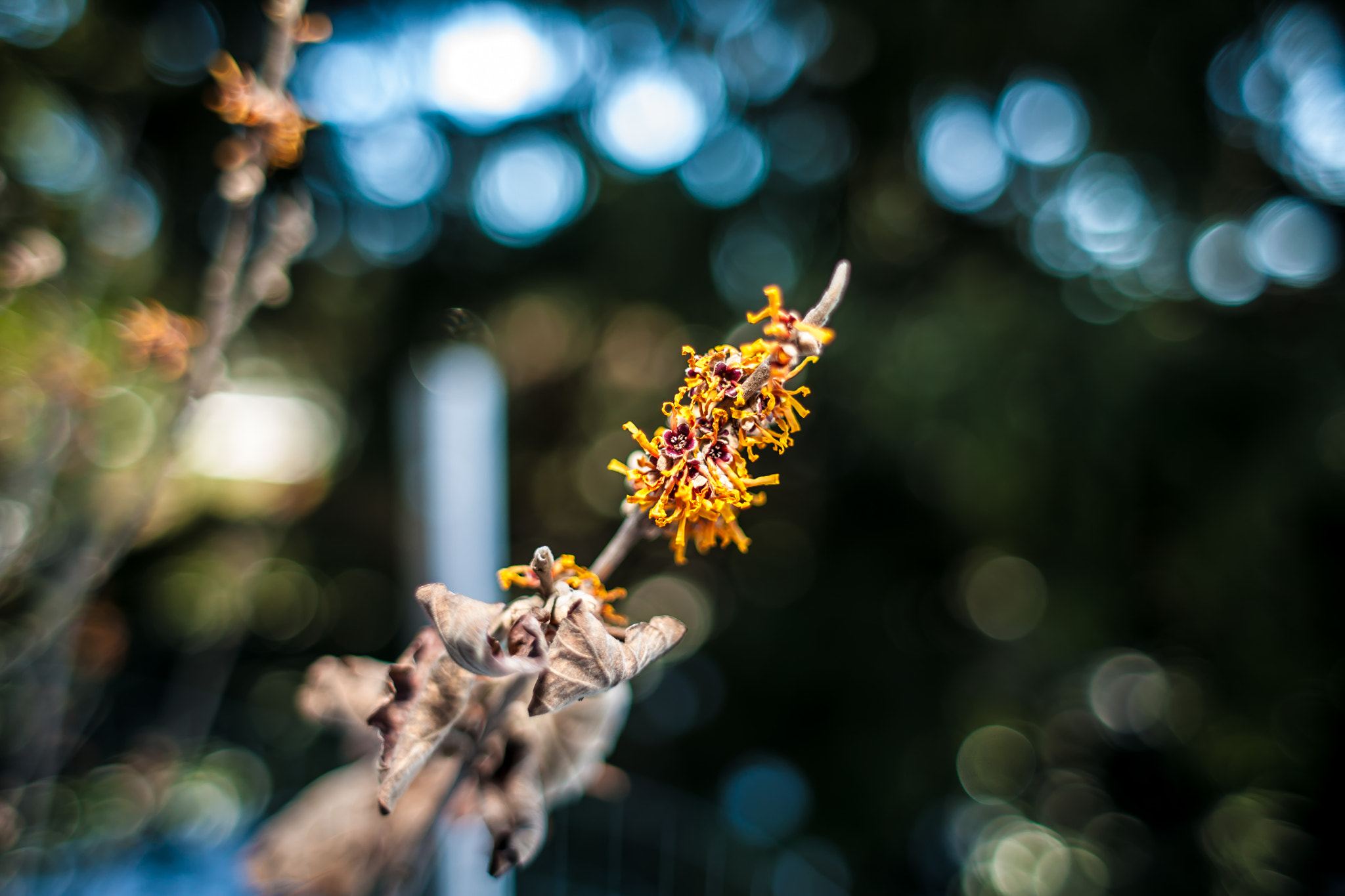 Canon EOS 5D + Canon EF 28mm F1.8 USM sample photo. H mollis 'rochester' photography