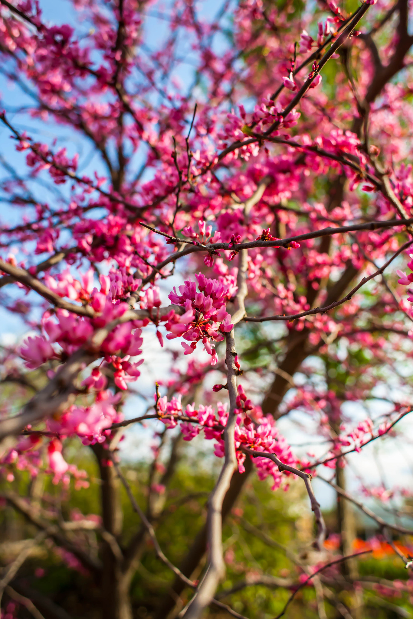 Canon EOS 5D + Canon EF 28mm F1.8 USM sample photo. Cercis canadensis photography