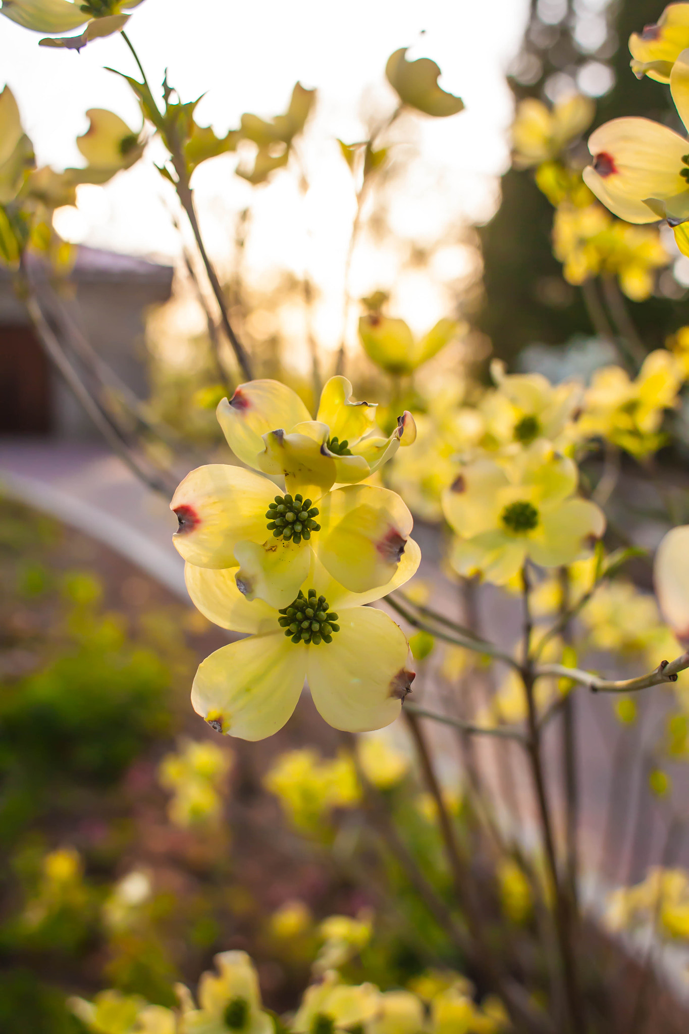 Canon EOS 5D + Canon EF 28mm F1.8 USM sample photo. Cornuscloud photography