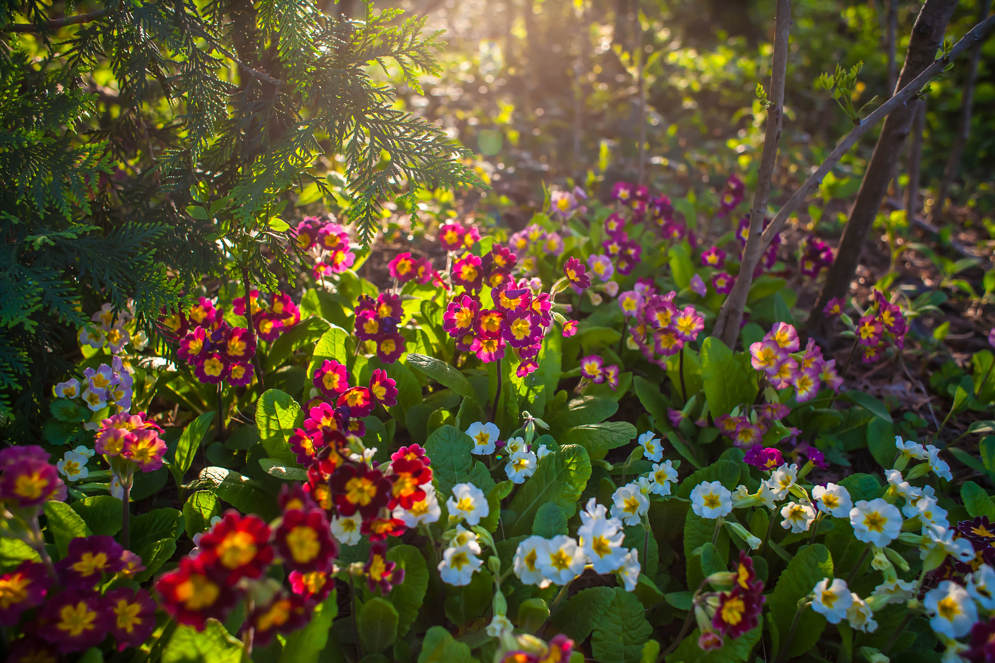 Canon EOS 5D + Canon EF 28mm F1.8 USM sample photo. Primulasunset photography