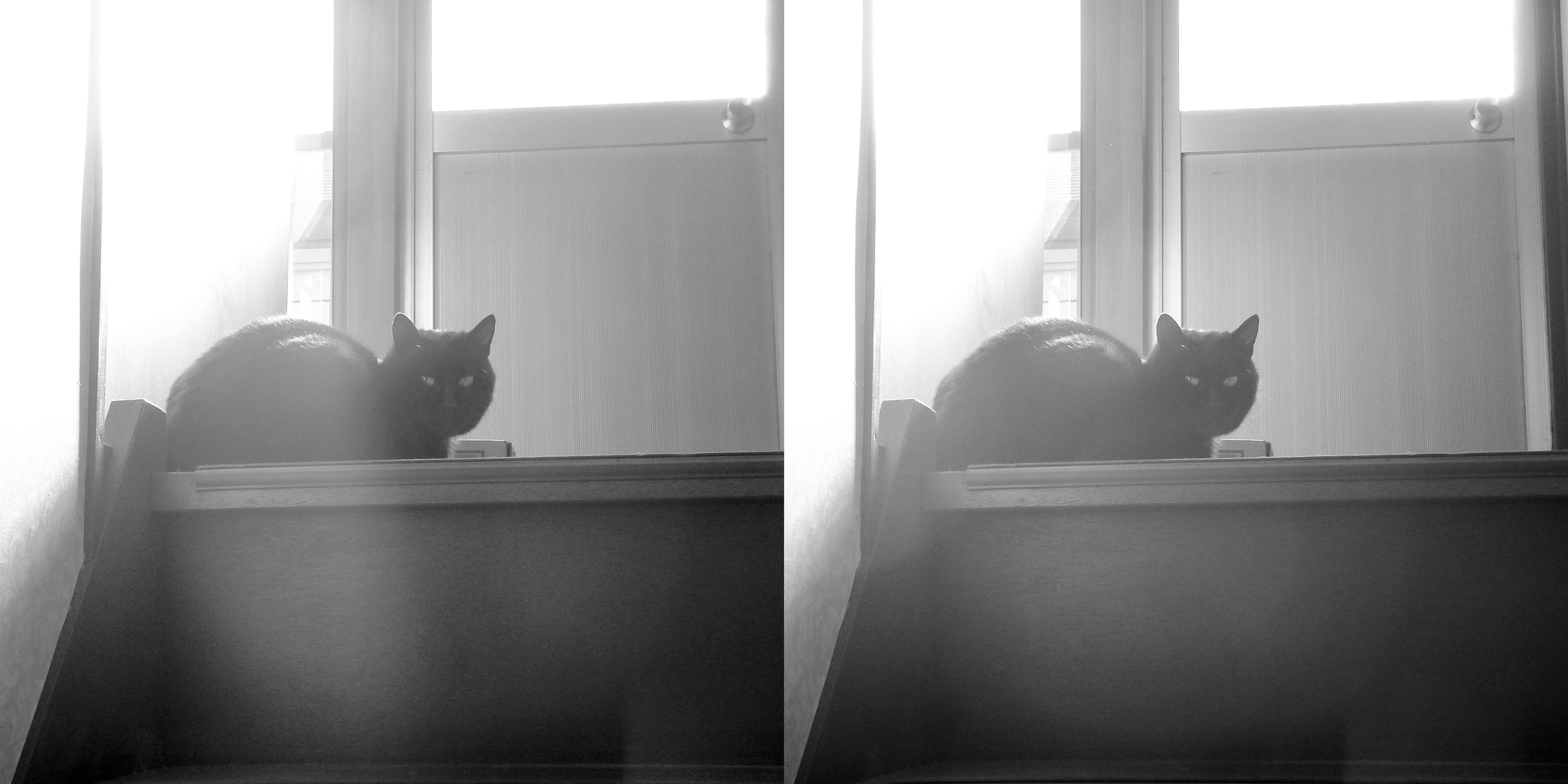 Panasonic DMC-3D1 sample photo. Black cat stereo (cross-eyed-viewing) photography