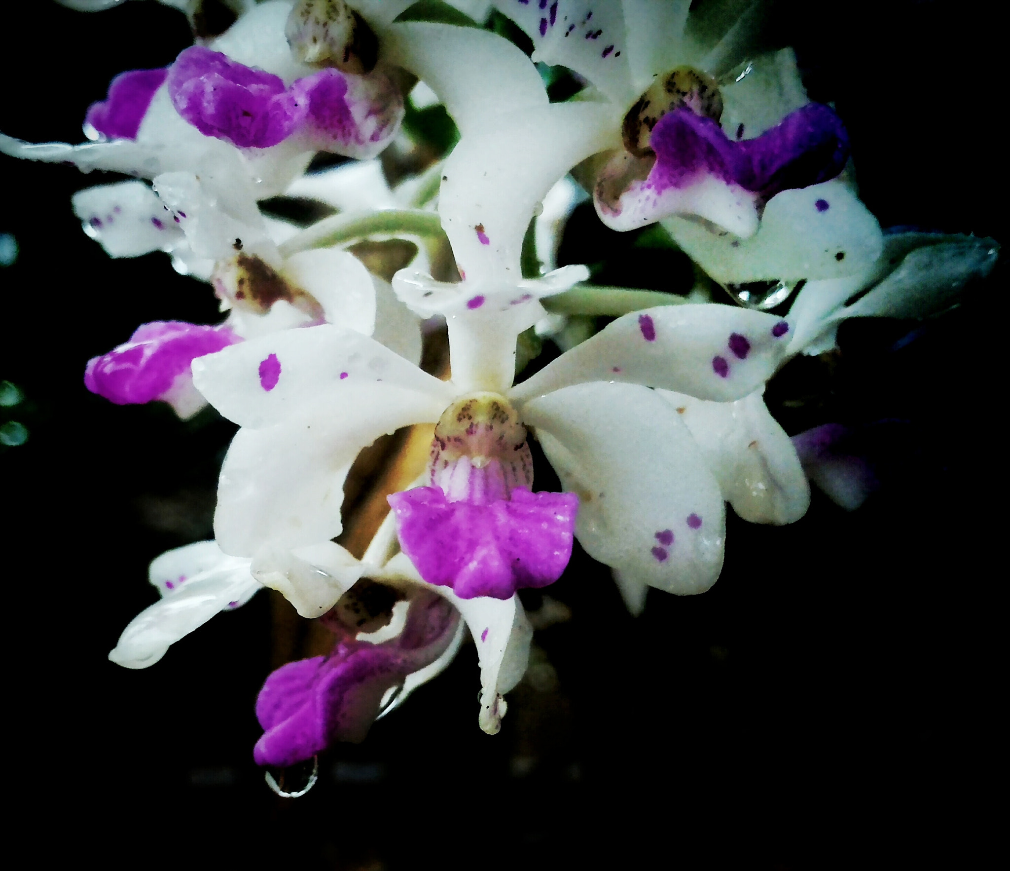 ASUS ZenFone 2 (ZE550ML) sample photo