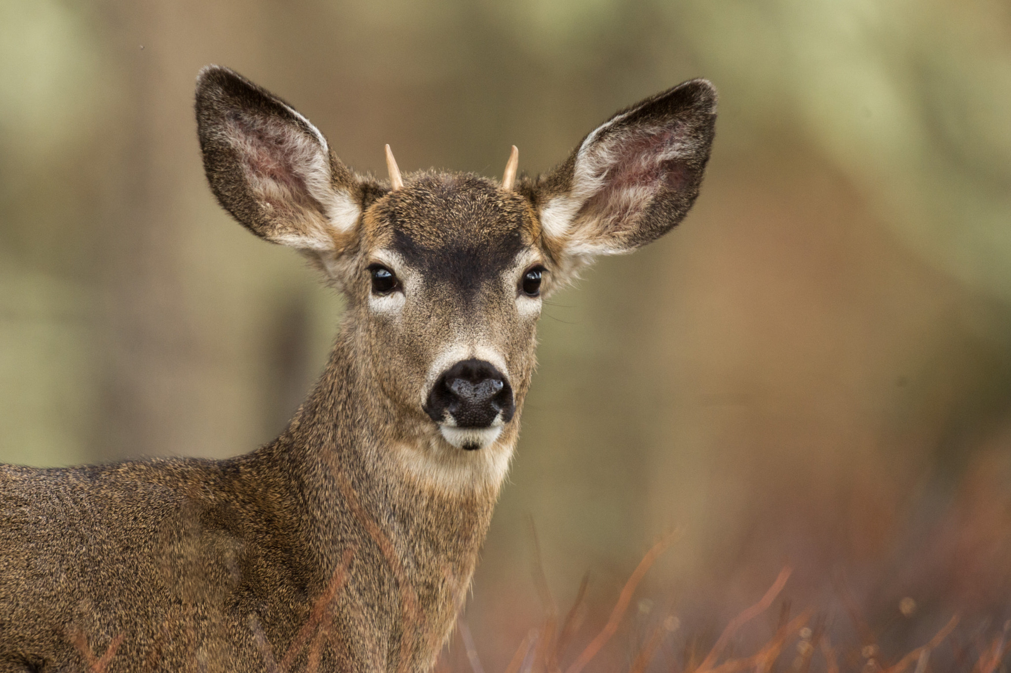 Nikon AF-S Nikkor 400mm F2.8G ED VR II sample photo. Young deer photography