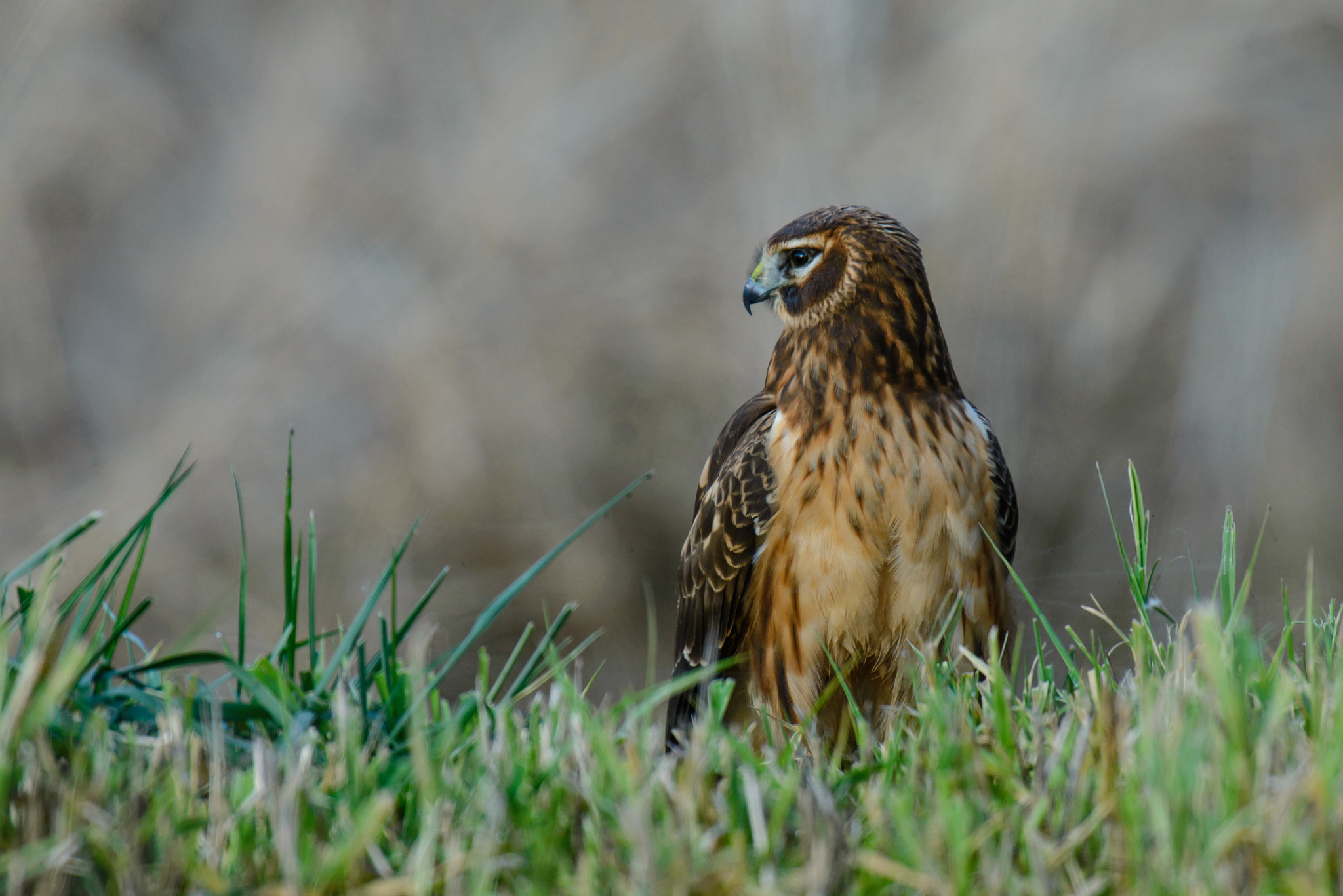 Nikon AF-S Nikkor 400mm F2.8G ED VR II sample photo. Inorthern harrier photography