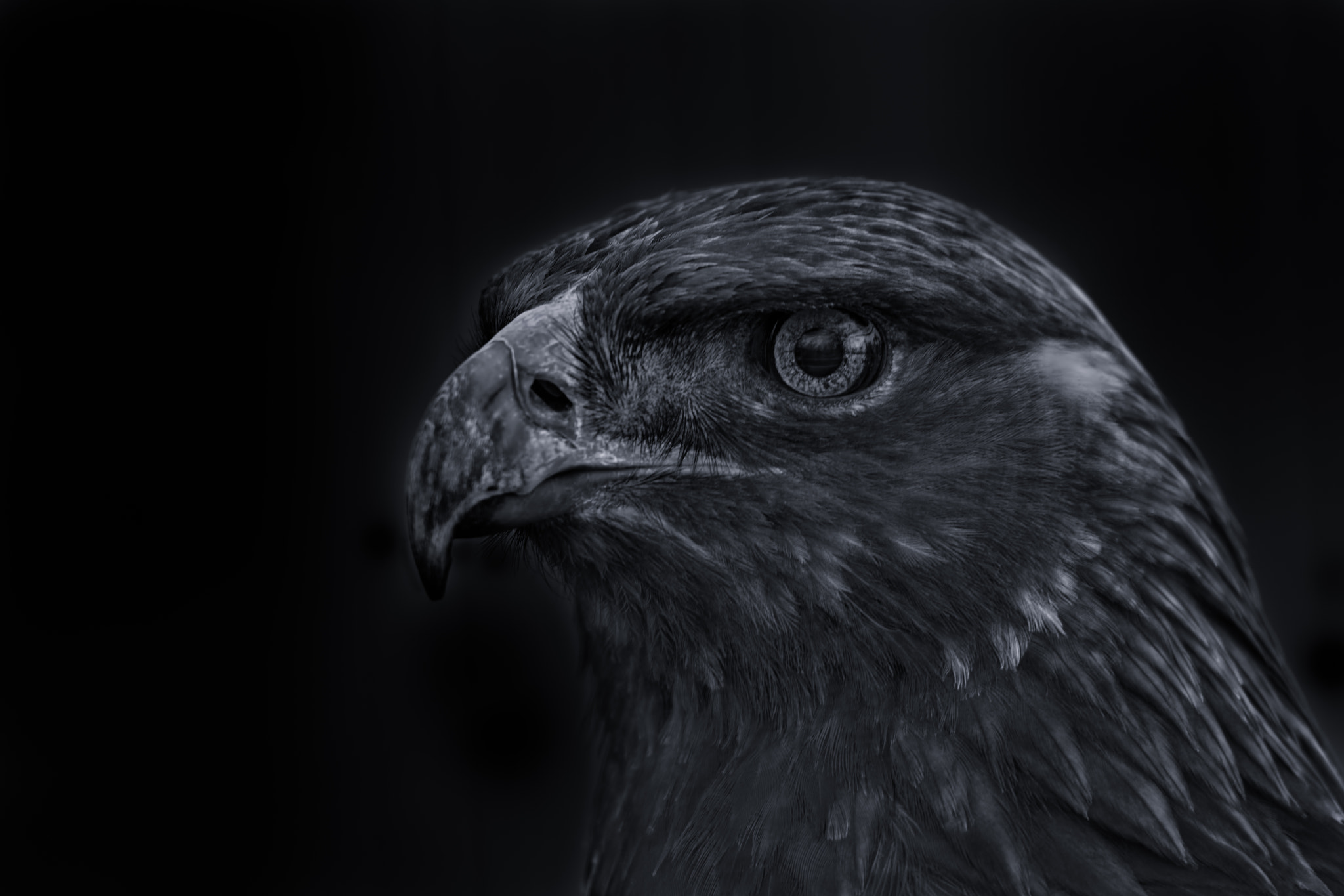 Tamron SP 150-600mm F5-6.3 Di VC USD sample photo. Golden eagle photography