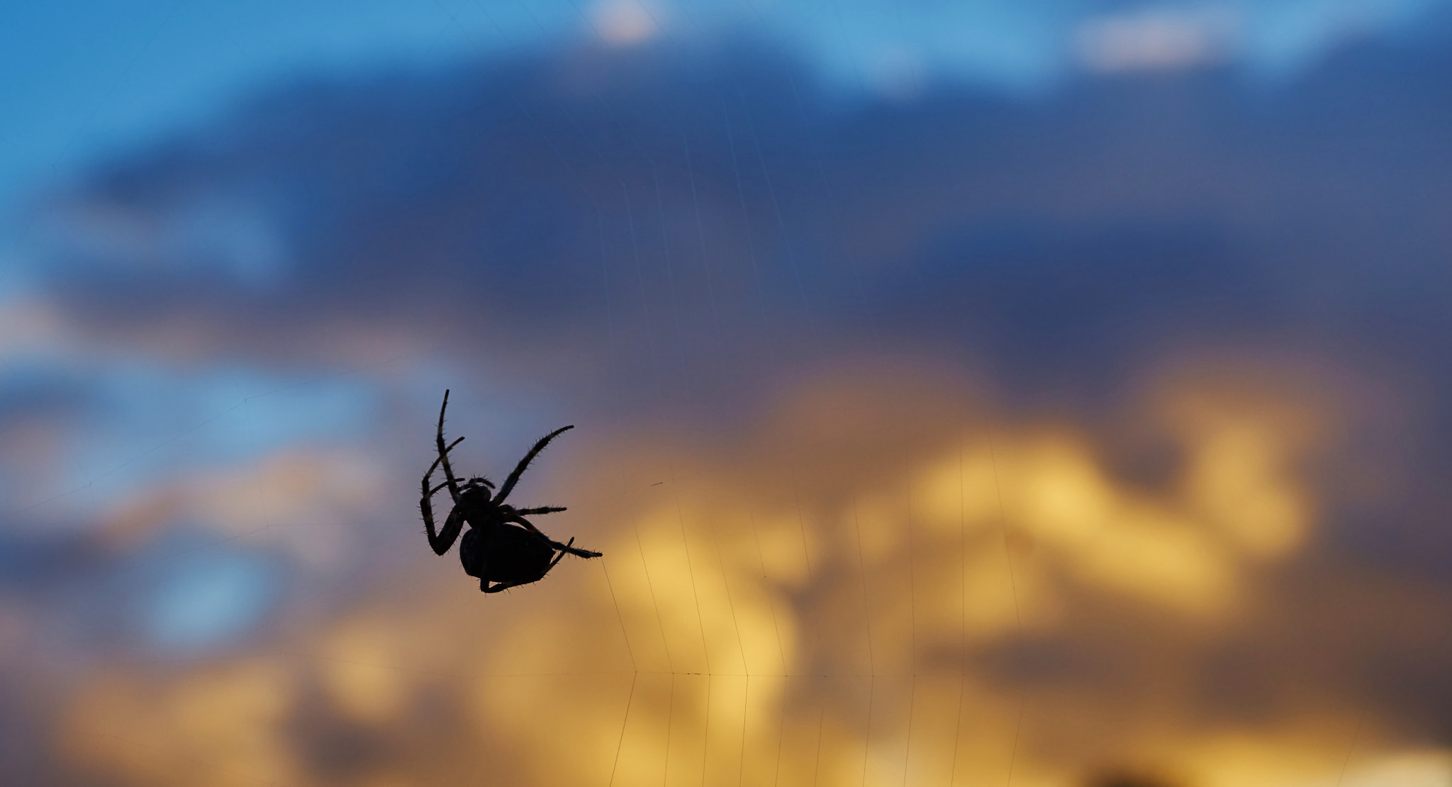 Sony ILCA-77M2 sample photo. Sunset spider photography