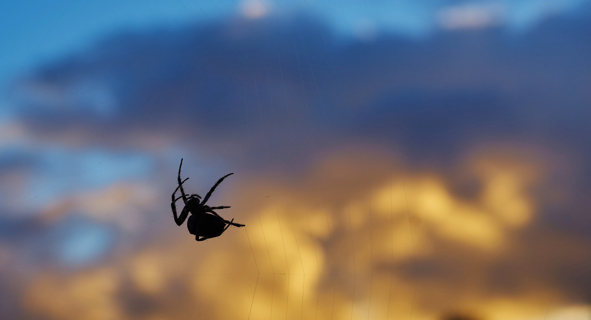Sony ILCA-77M2 + Sony DT 50mm F1.8 SAM sample photo. Sunset spider photography