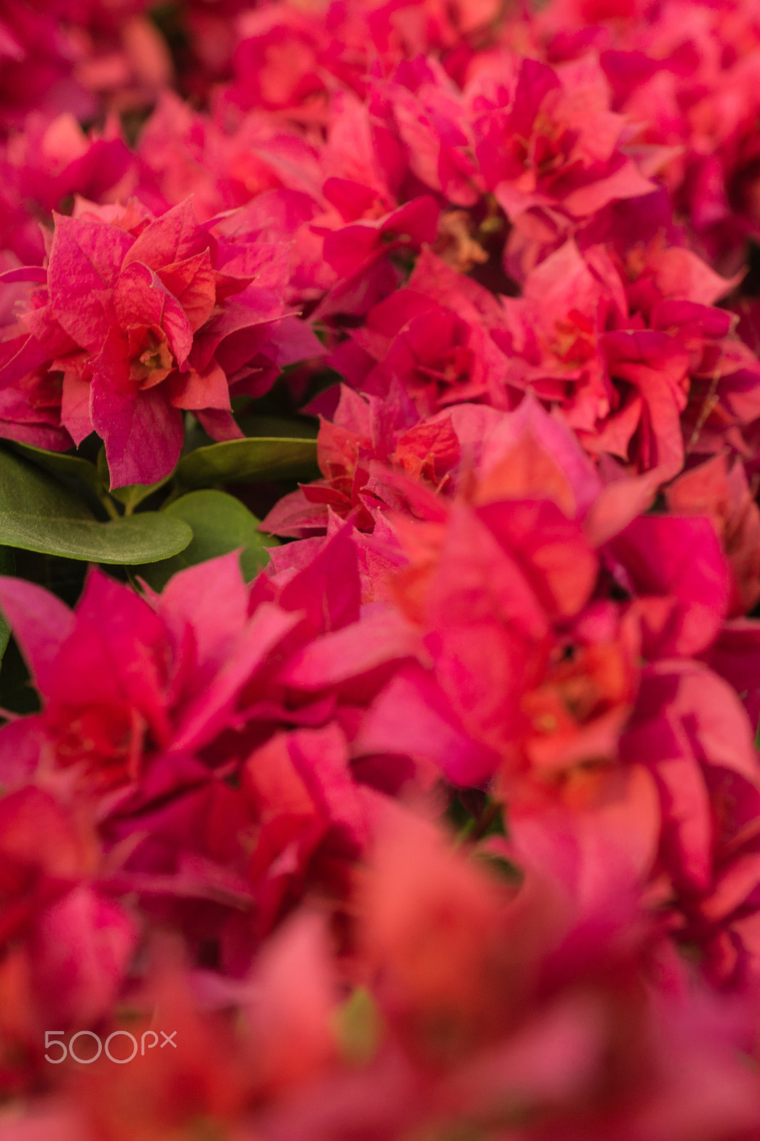 Sony Alpha NEX-7 + Sony E 30mm F3.5 Macro sample photo. Red photography