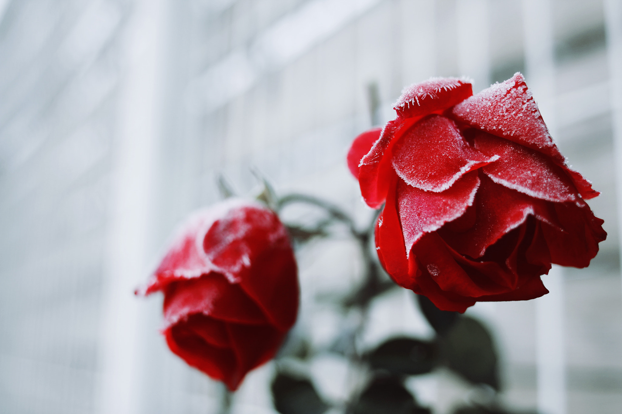 Canon EF 24mm F2.8 IS USM sample photo. Frozen roses photography