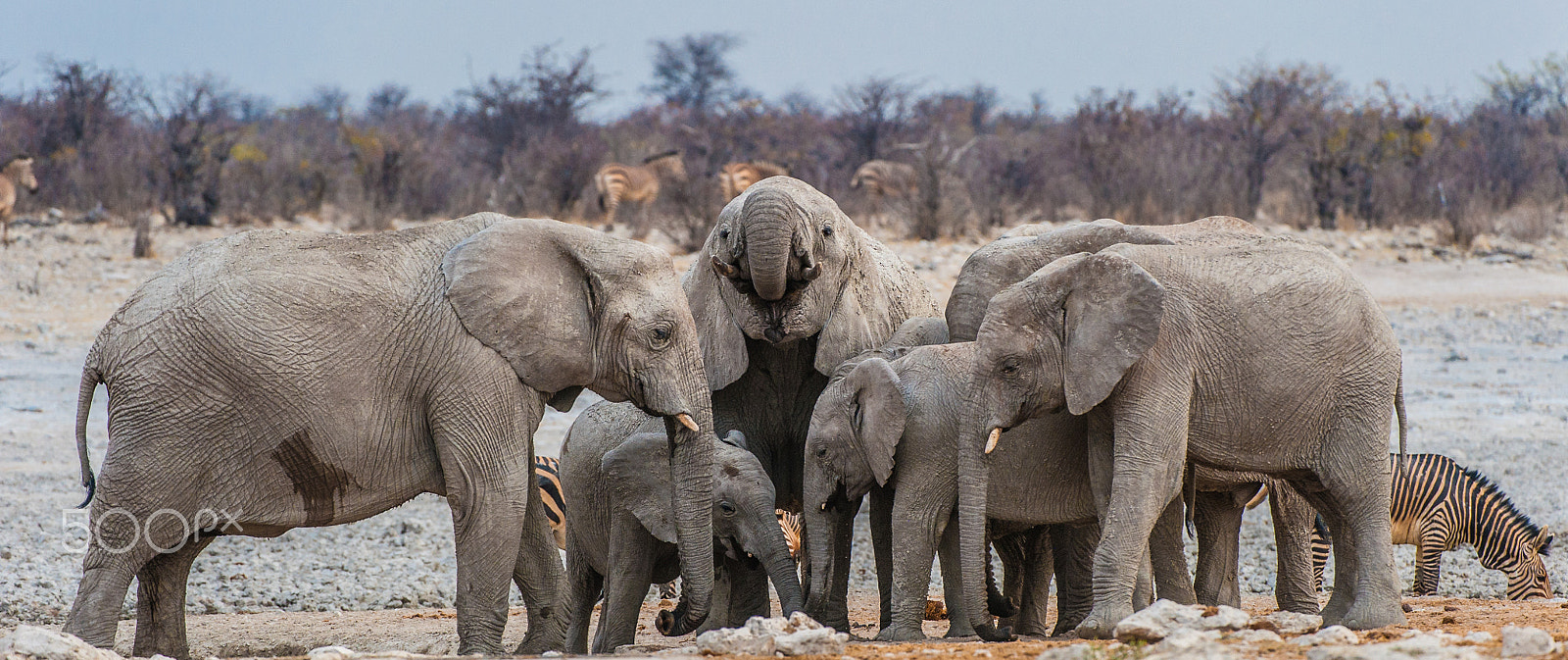 Nikon AF-S Nikkor 200-400mm F4G ED-IF VR sample photo. Etosha elephants photography