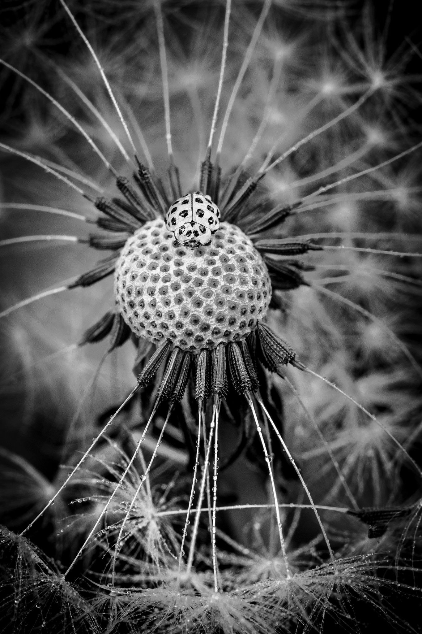 Canon EF 100mm F2.8 Macro USM sample photo. Au coeur de ... photography