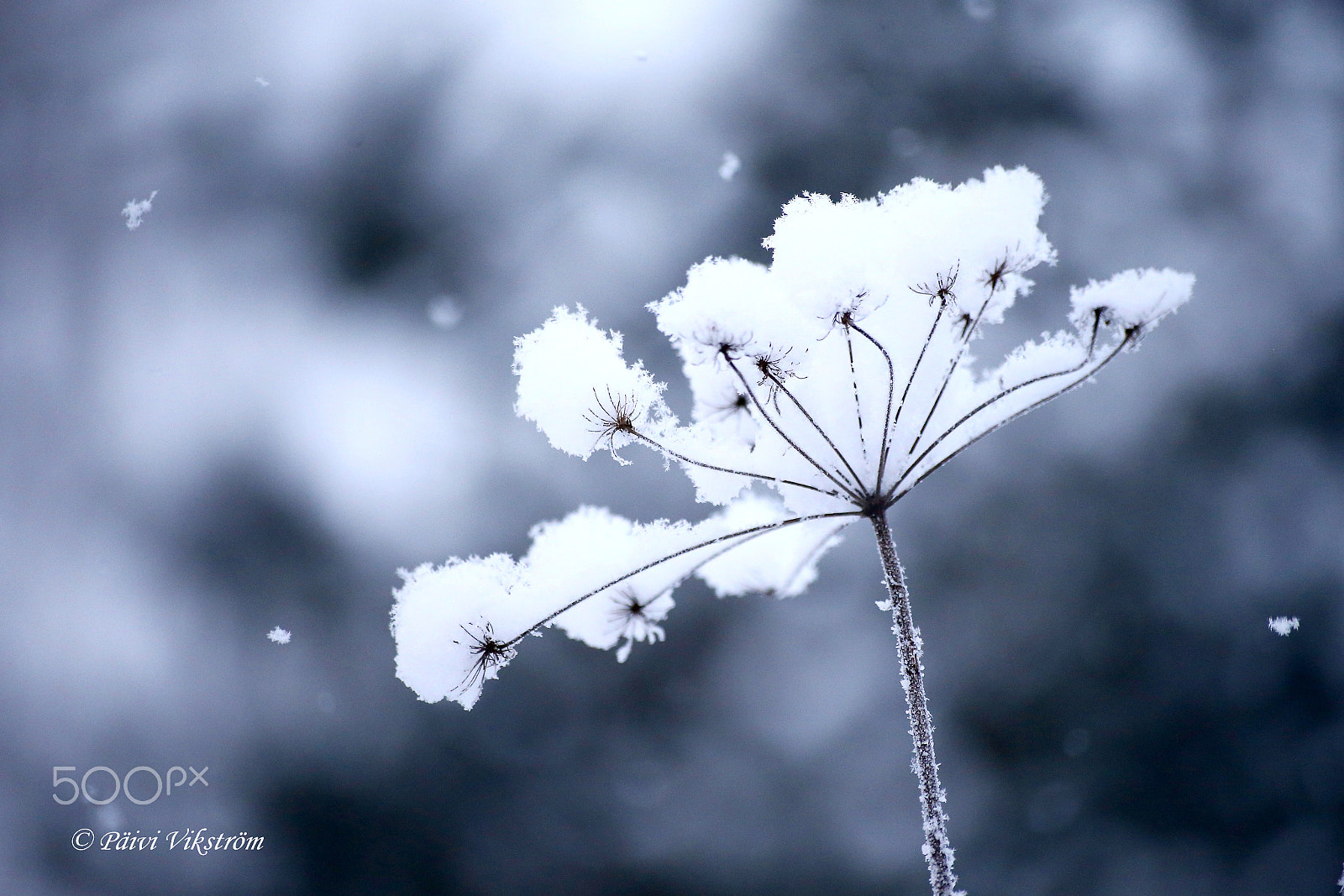 Canon EOS 6D + Canon 70-300mm sample photo. It's snowing photography
