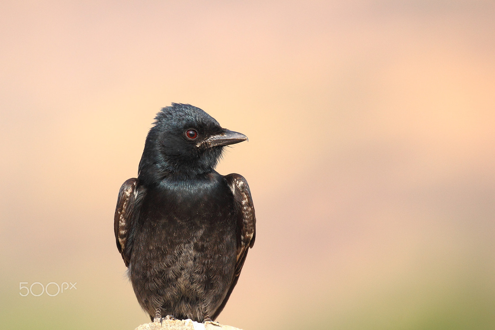 Canon EF 100-400mm F4.5-5.6L IS II USM sample photo. Drango passport size photography