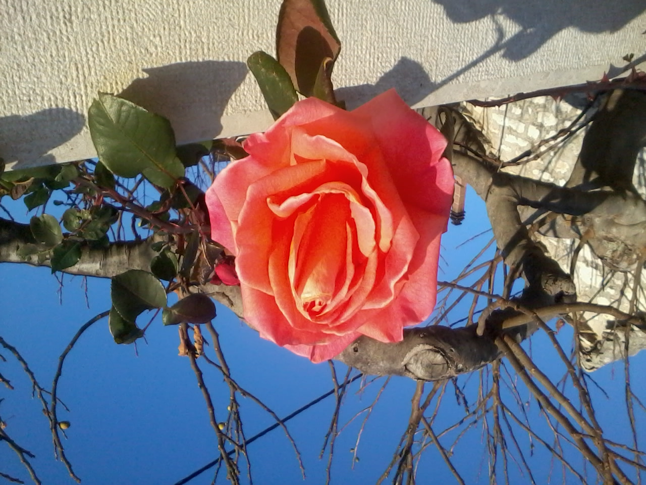 Samsung Galaxy Y sample photo. () photography