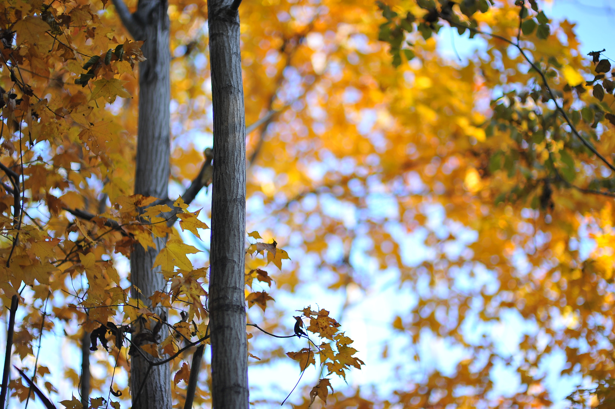 Nikon D700 + Nikon AF Nikkor 85mm F1.4D sample photo. My hometown fall photography