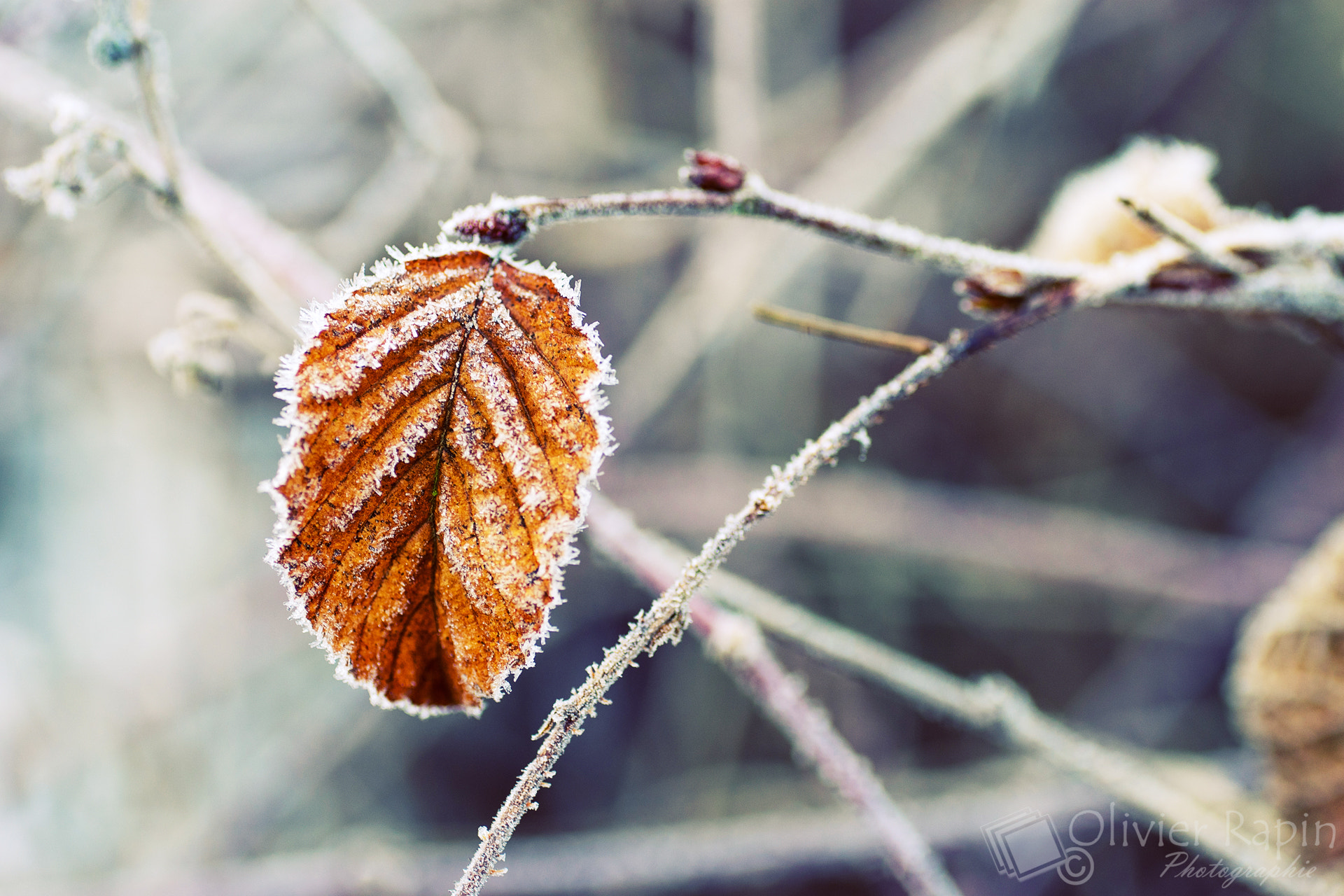 Sony a7 + Tamron SP AF 90mm F2.8 Di Macro sample photo. Sunday morning frost photography