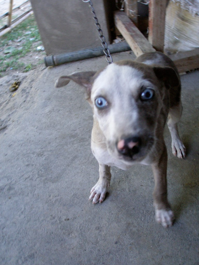 Olympus u1000/S1000 sample photo. Enthusiastic dog,  agtangao, abra, philippines photography