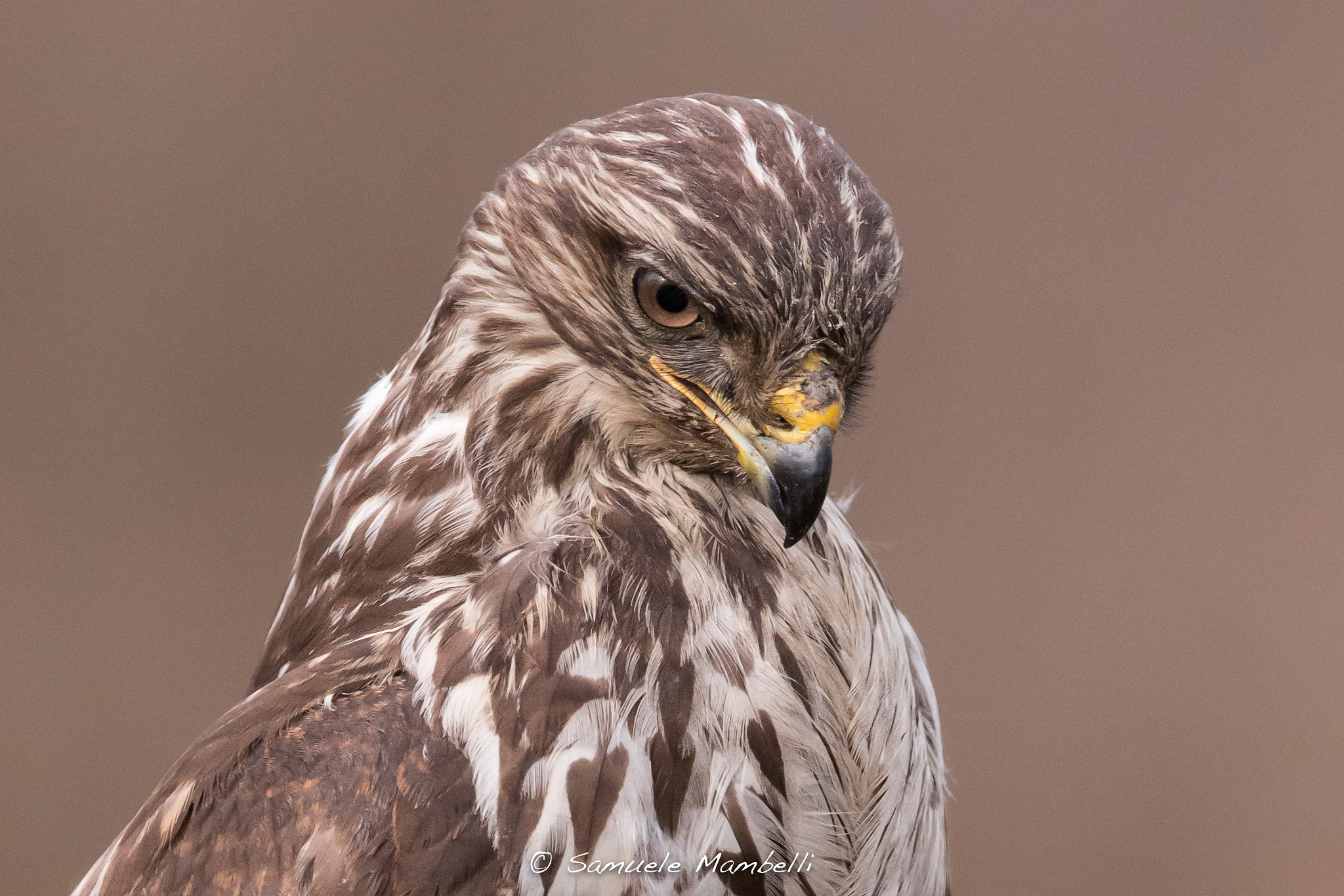 Canon EOS 70D + Canon EF 300mm F2.8L IS USM sample photo. Lo sguardo del guerriero photography