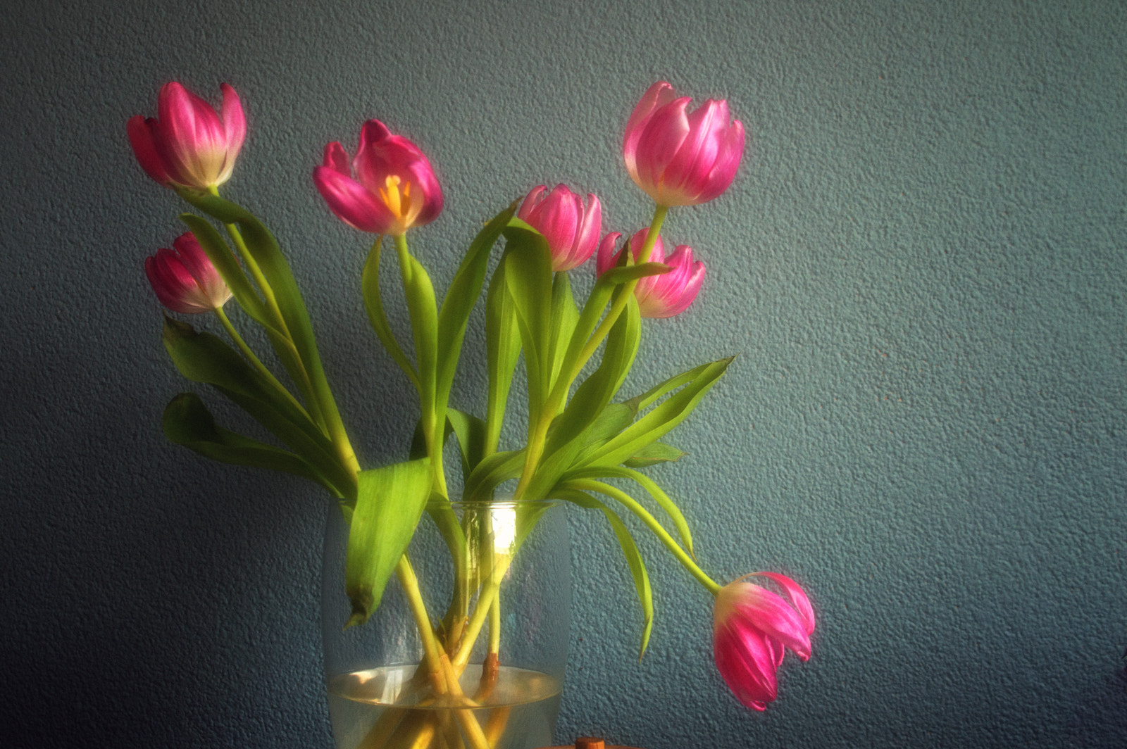 Sigma 24-70mm F2.8 EX DG HSM sample photo. Tulips photography