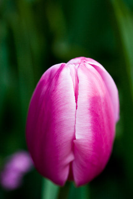 Pentax K200D + Tamron SP AF 90mm F2.8 Di Macro sample photo. Nicolas renard photographie photography