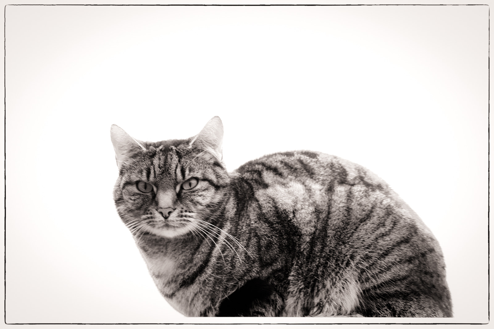 Sigma 24-70mm F2.8 EX DG HSM sample photo. Maximiliaan b&w photography