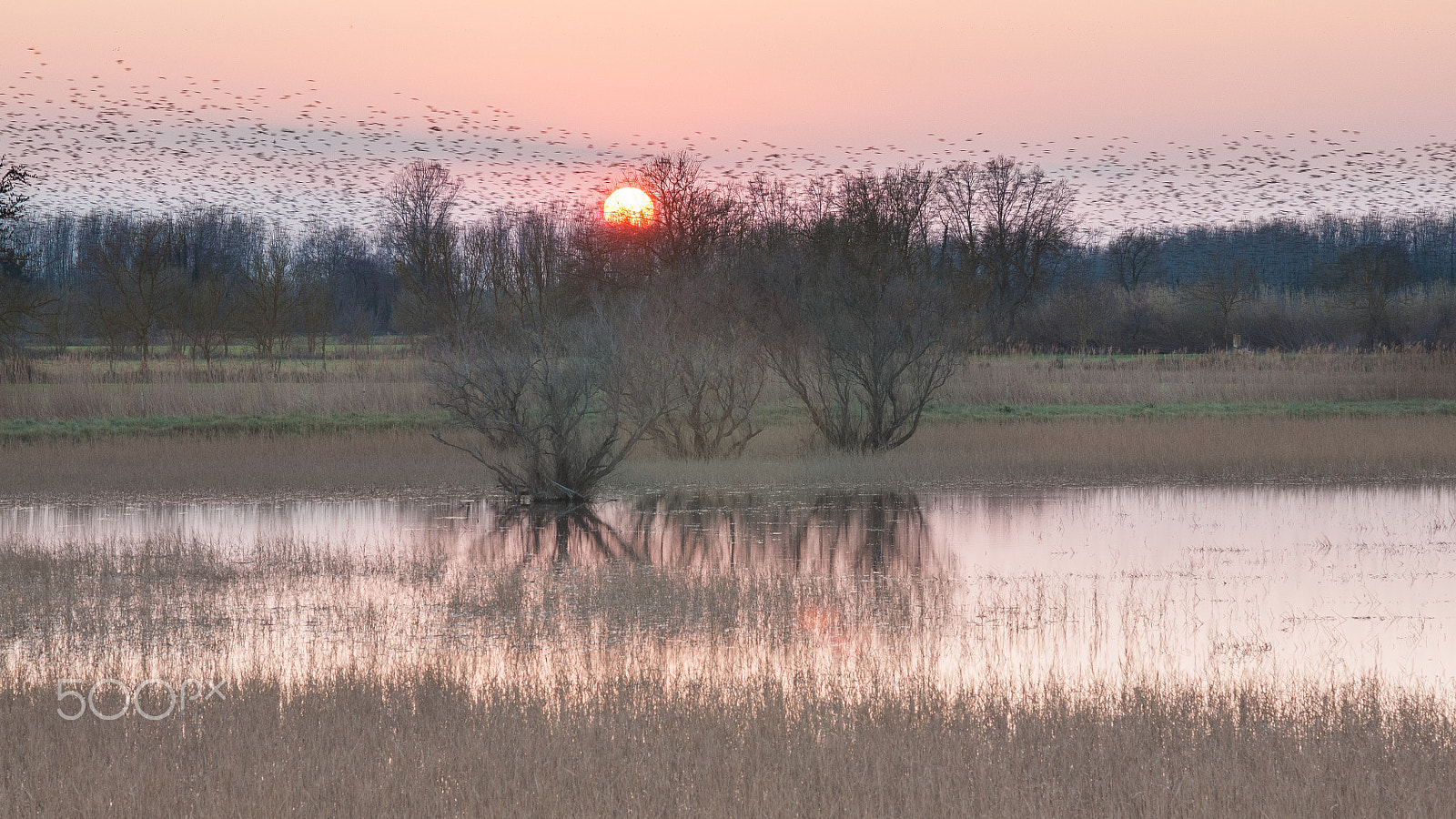 Nikon D300 + Nikon AF Nikkor 85mm F1.8D sample photo. Starling murmuration photography