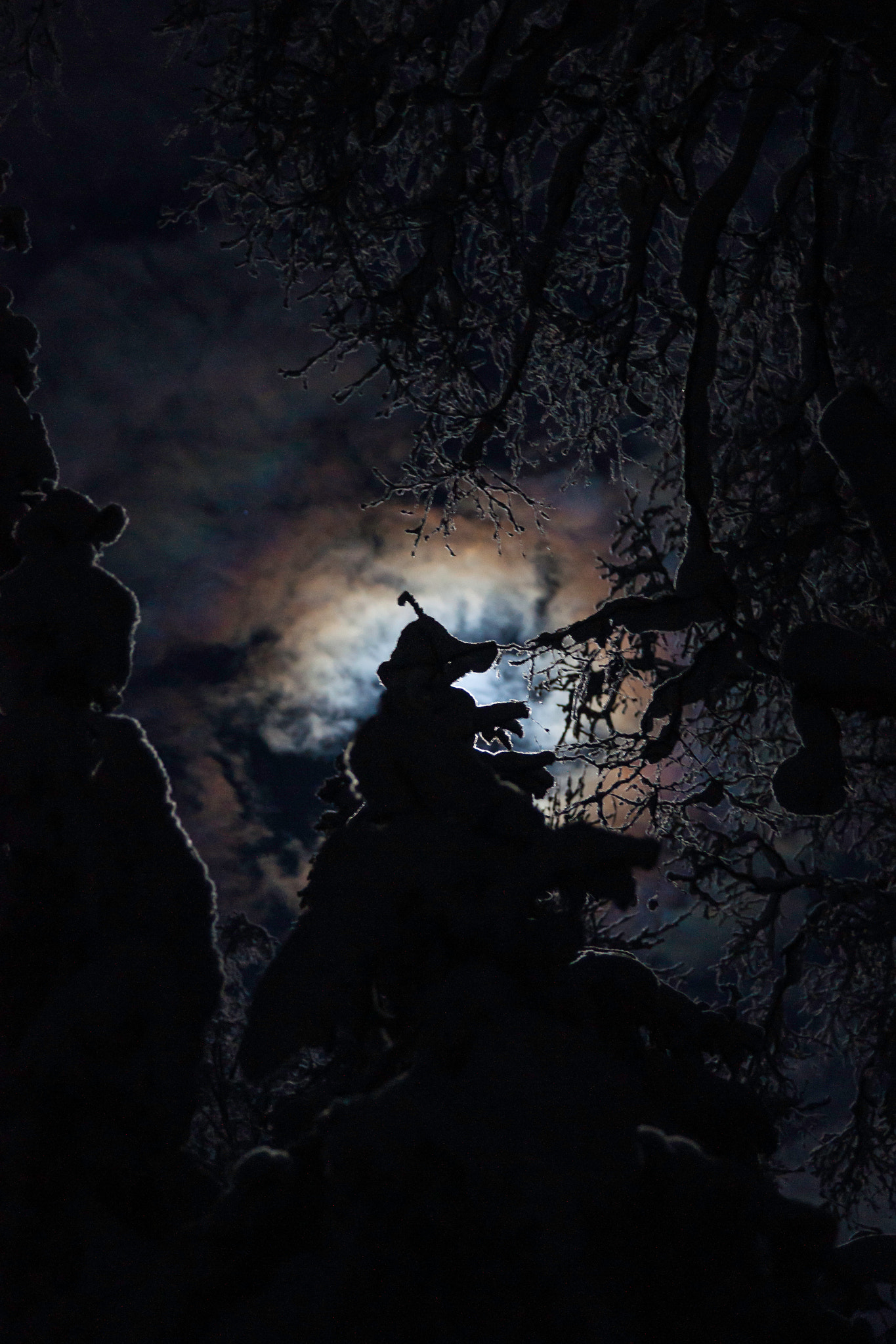 Sony Alpha DSLR-A900 + Minolta AF 28-135mm F4-4.5 sample photo. Moonlight trees under snow photography