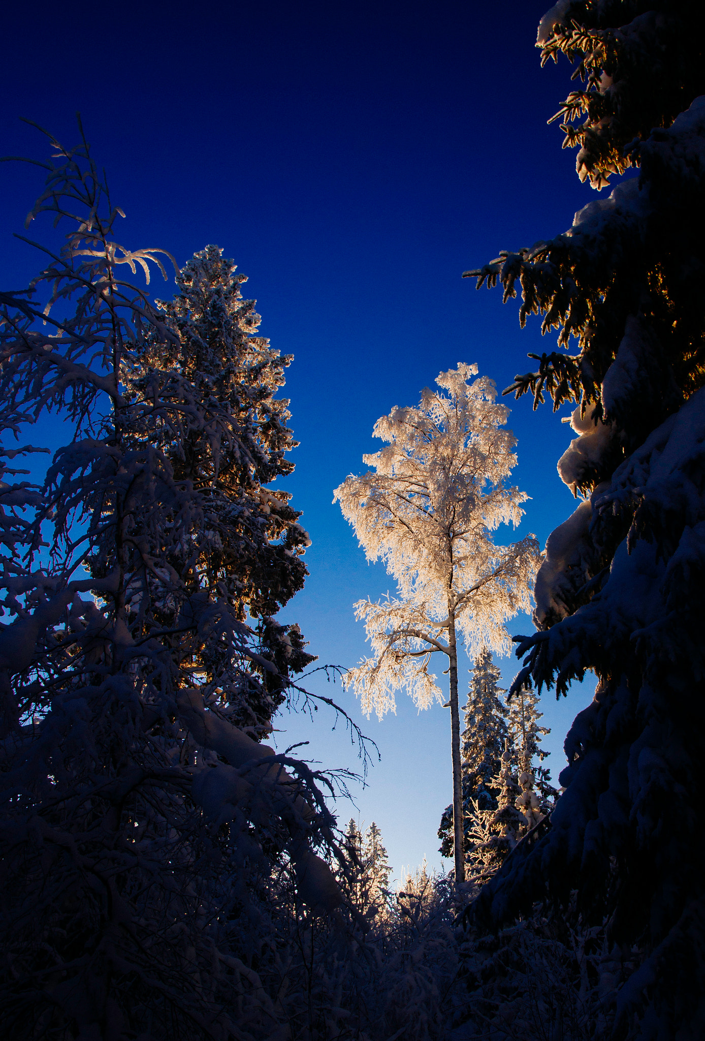 Sigma ZOOM-alpha 35-135mm F3.5-4.5 sample photo. Winter morning in forest photography