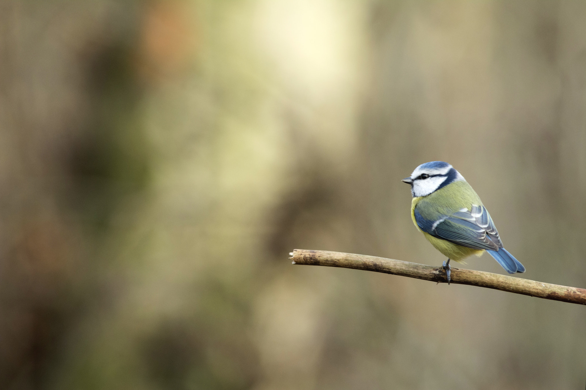 AF Nikkor 300mm f/4 IF-ED sample photo. Simplicity photography