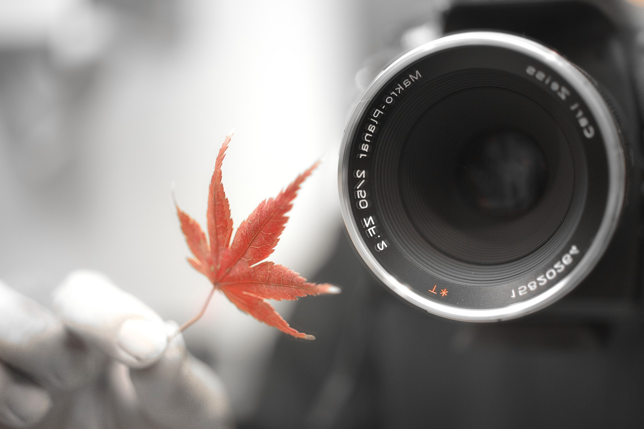 ZEISS Makro-Planar T* 50mm F2 sample photo. ＊t photography