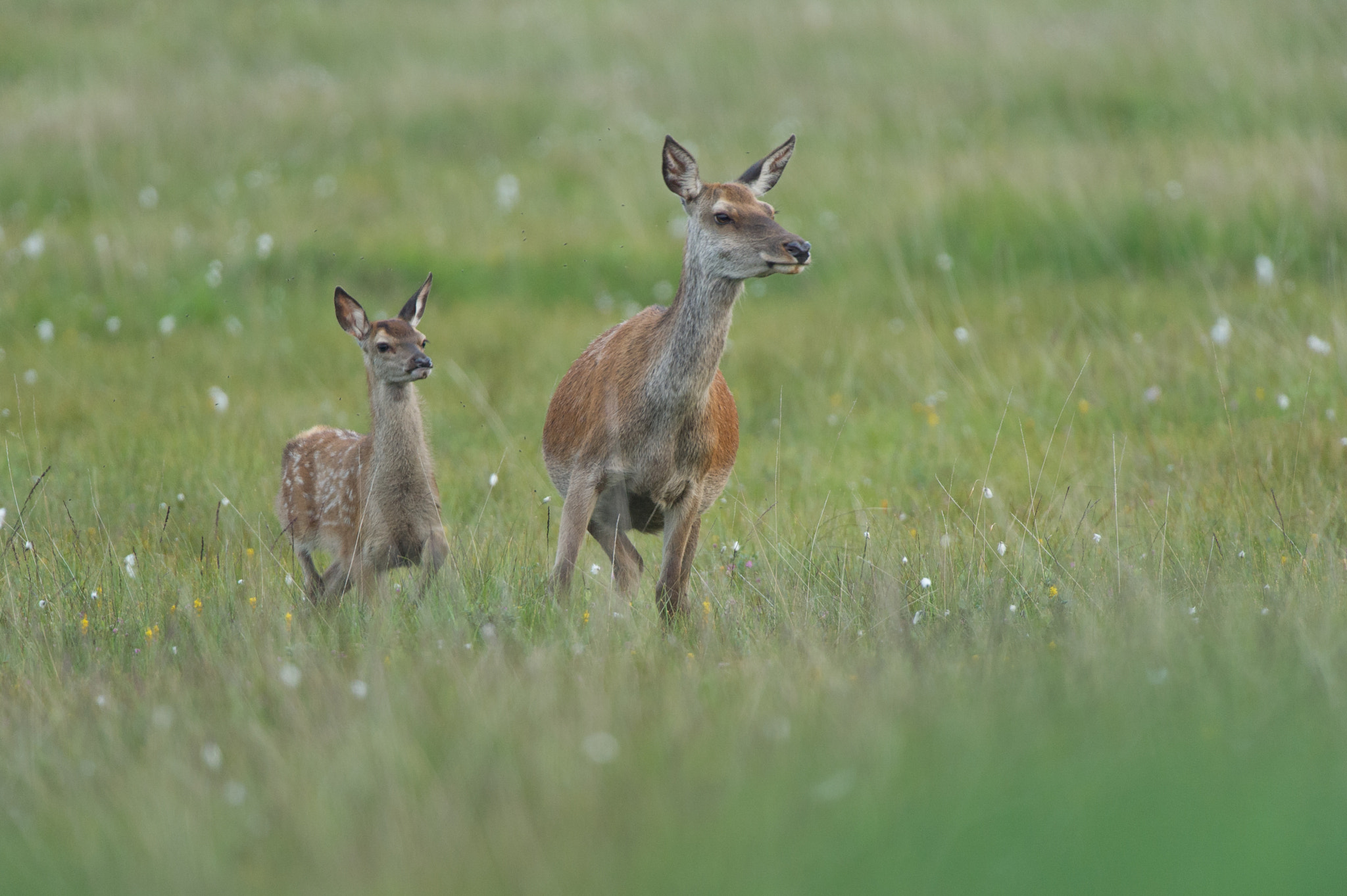 Nikon D3S + Nikon AF-S Nikkor 500mm F4G ED VR sample photo. Red deer photography