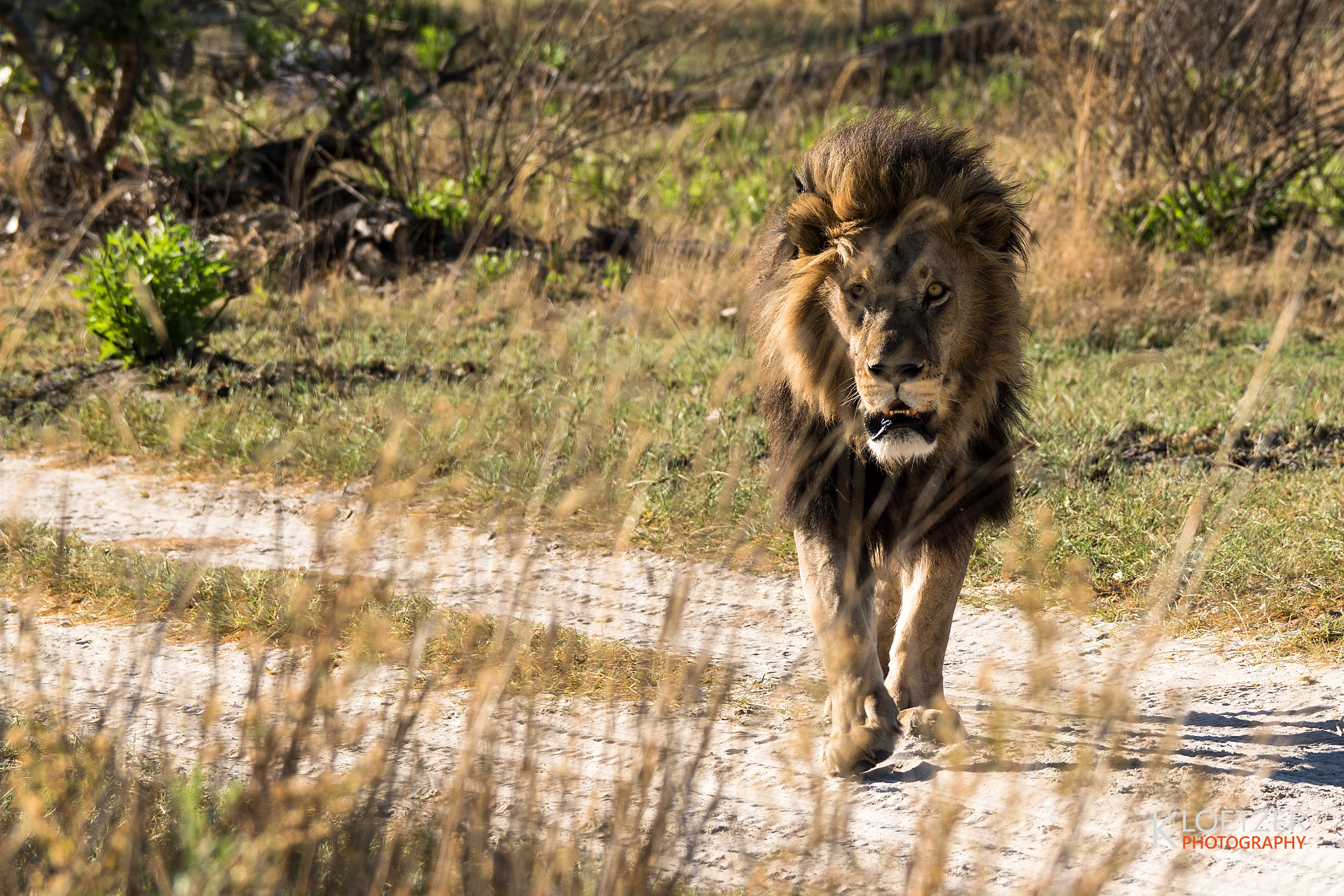 Sony ILCA-77M2 + Sony 70-400mm F4-5.6 G SSM sample photo. Lion king photography