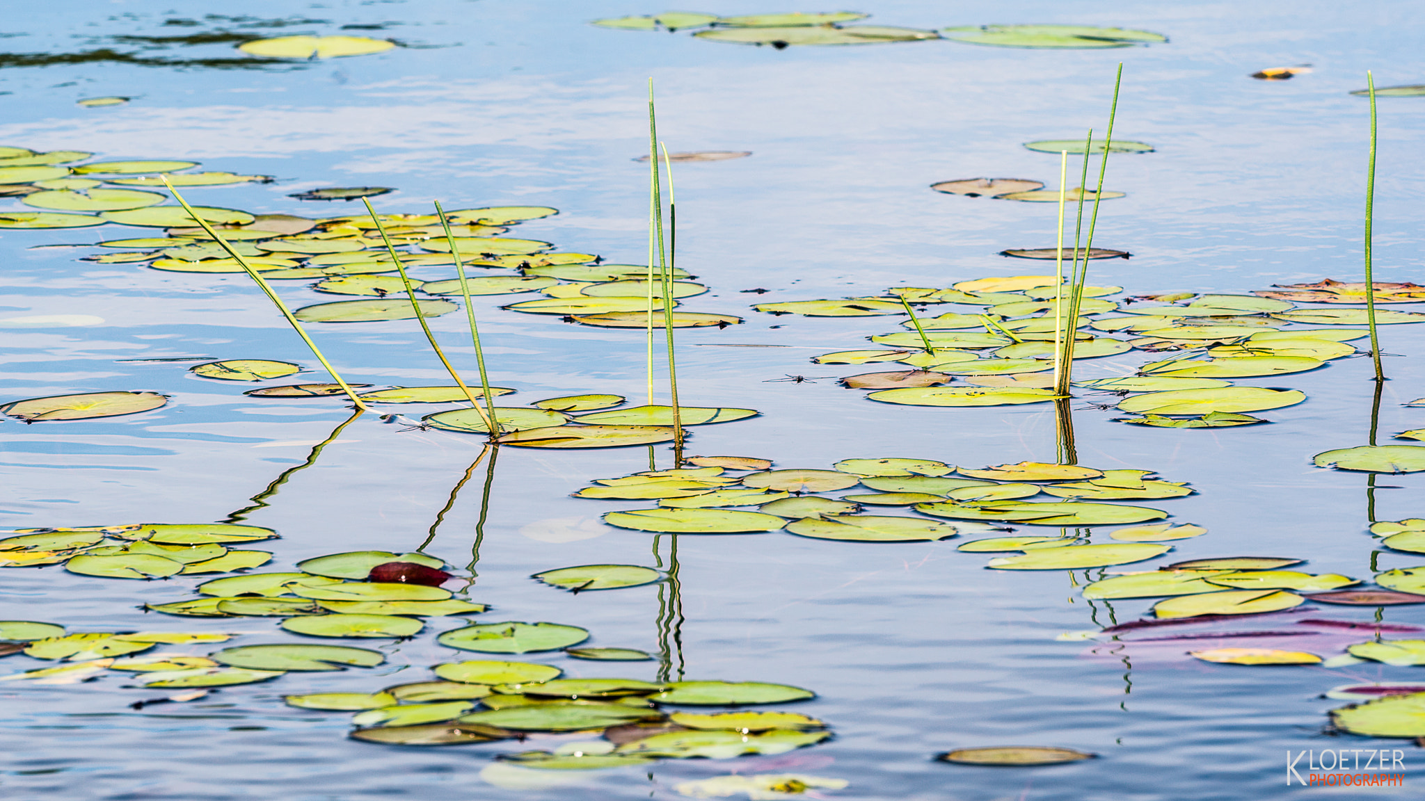 Sony ILCA-77M2 + Minolta/Sony AF 70-200mm F2.8 G sample photo. "monet" photography