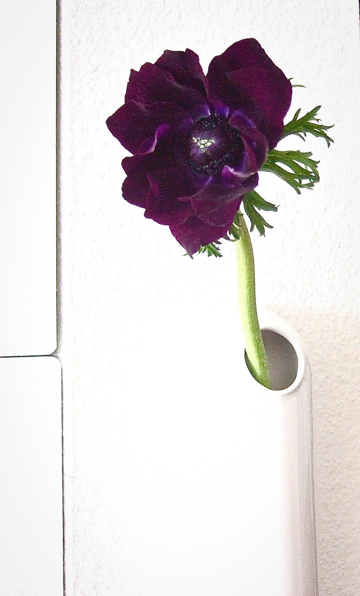 Fujifilm FinePix F11 sample photo. A n É m o n e photography