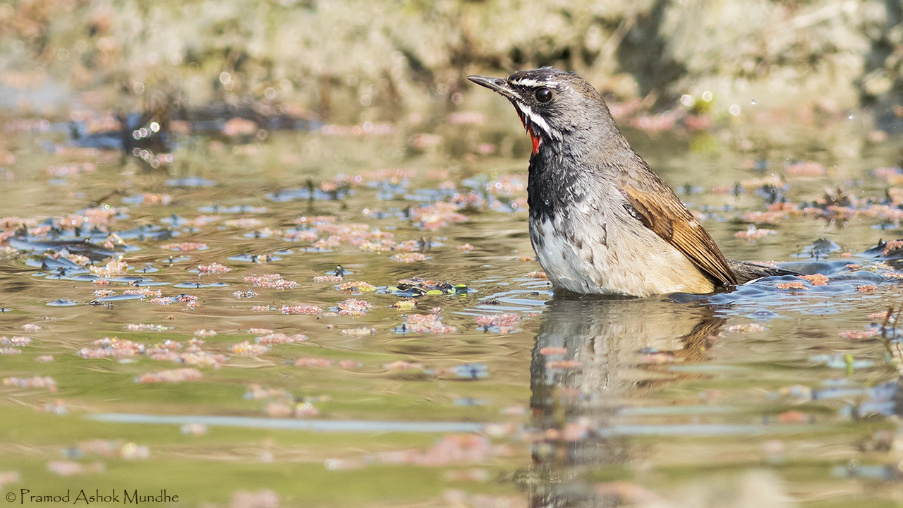 Nikon D5300 + Nikon AF-S Nikkor 300mm F4D ED-IF sample photo. Himalayan rubythroat photography