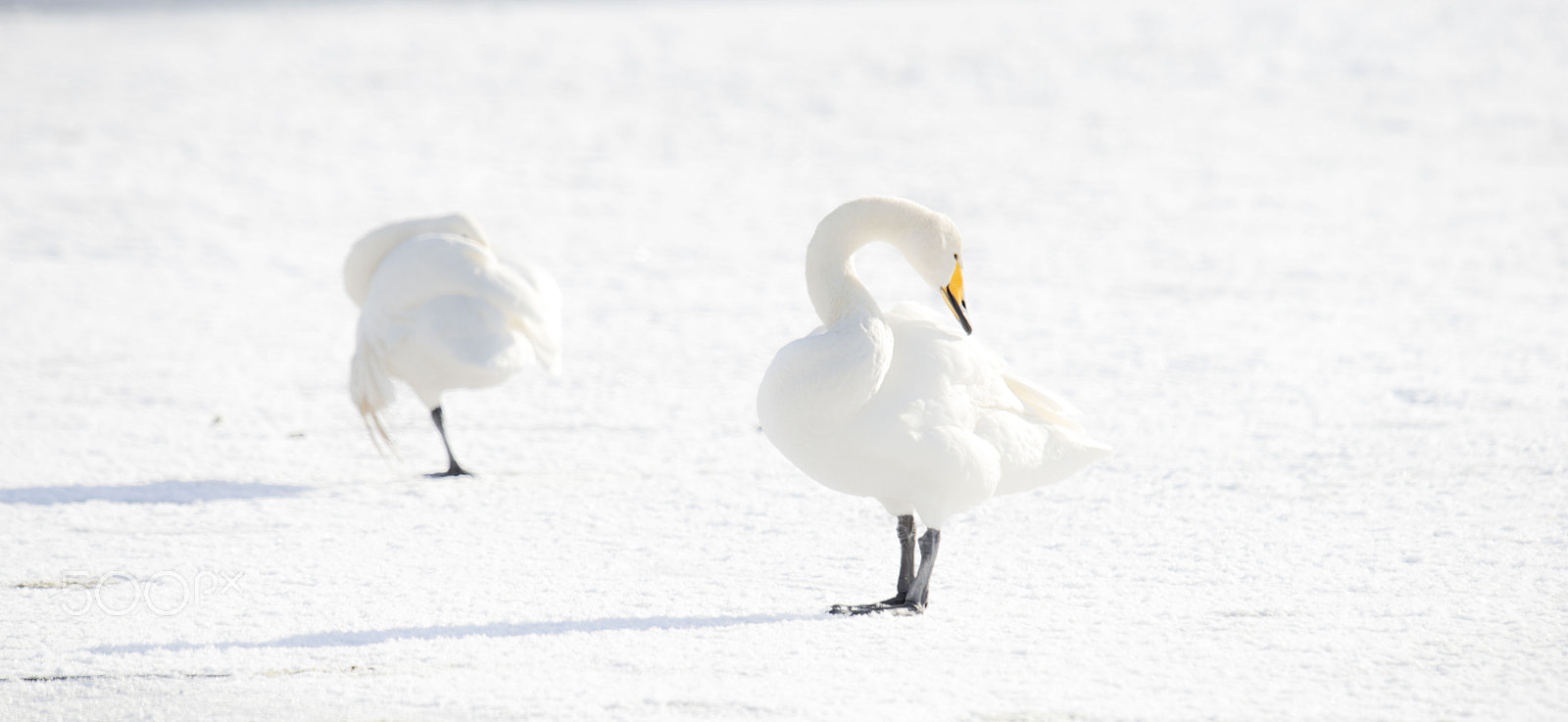 Nikon D800 + Nikon AF-S Nikkor 600mm F4G ED VR sample photo. ふたり photography
