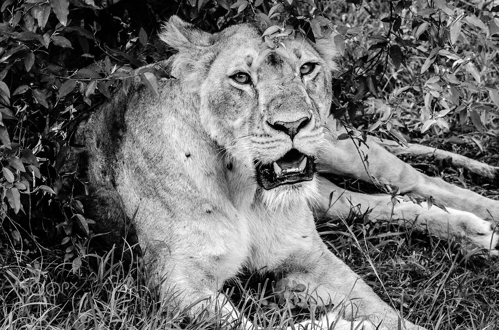 Sigma 50-150mm F2.8 EX APO DC OS HSM sample photo. Lioness b&w photography