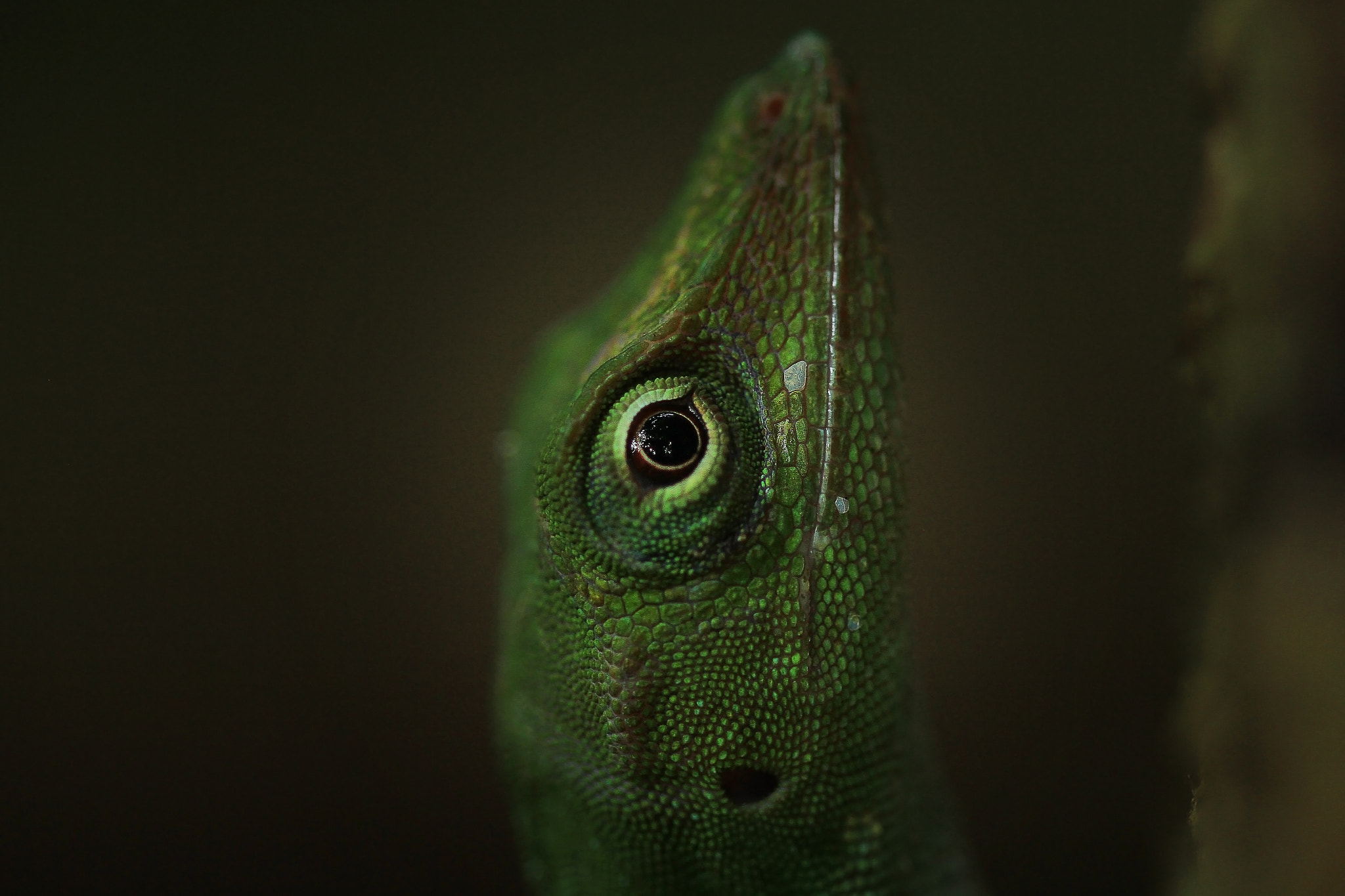Canon EOS 7D + Canon EF 100mm F2.8 Macro USM sample photo. Lizard close-up photography