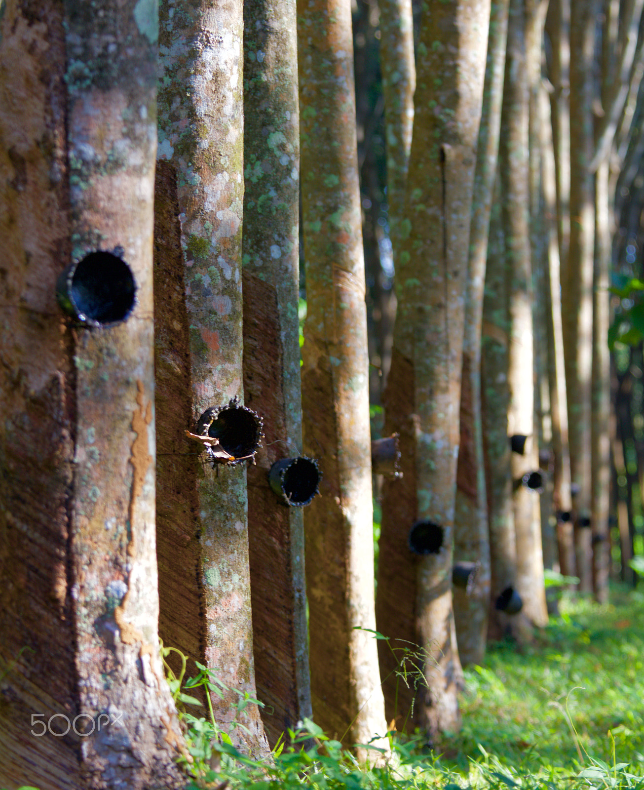 Canon EOS 5DS + Canon EF 70-200mm F4L IS USM sample photo. Rubber trees.jpg photography