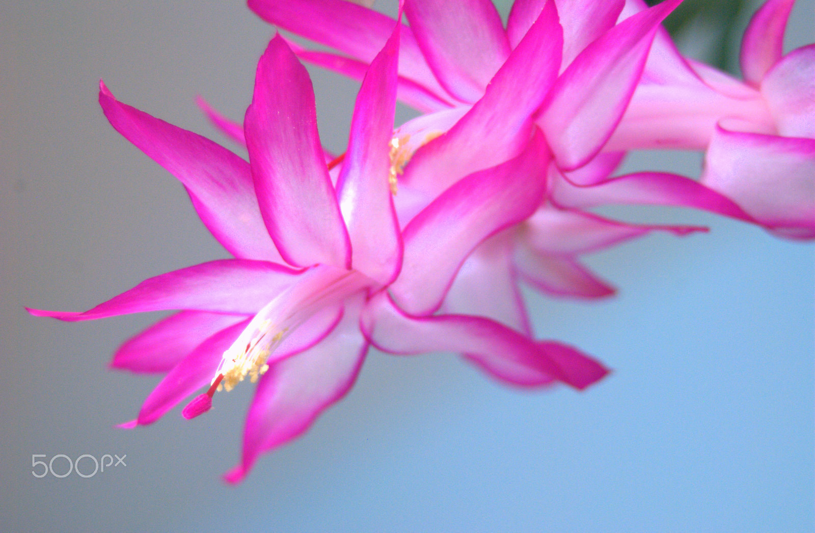 Sigma 28-90mm F3.5-5.6 Macro sample photo. Christmas cactus flowers photography