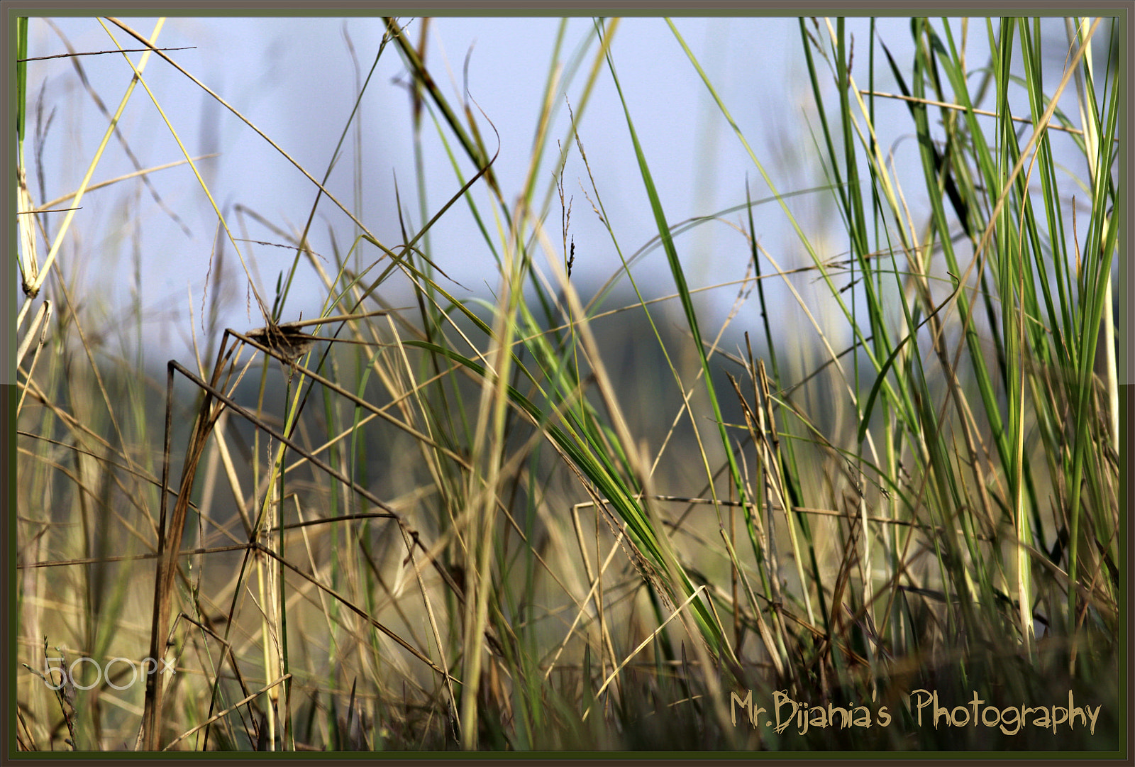 Canon EOS 60D + Canon EF 200mm F2.8L II USM sample photo. A green life on earth... photography