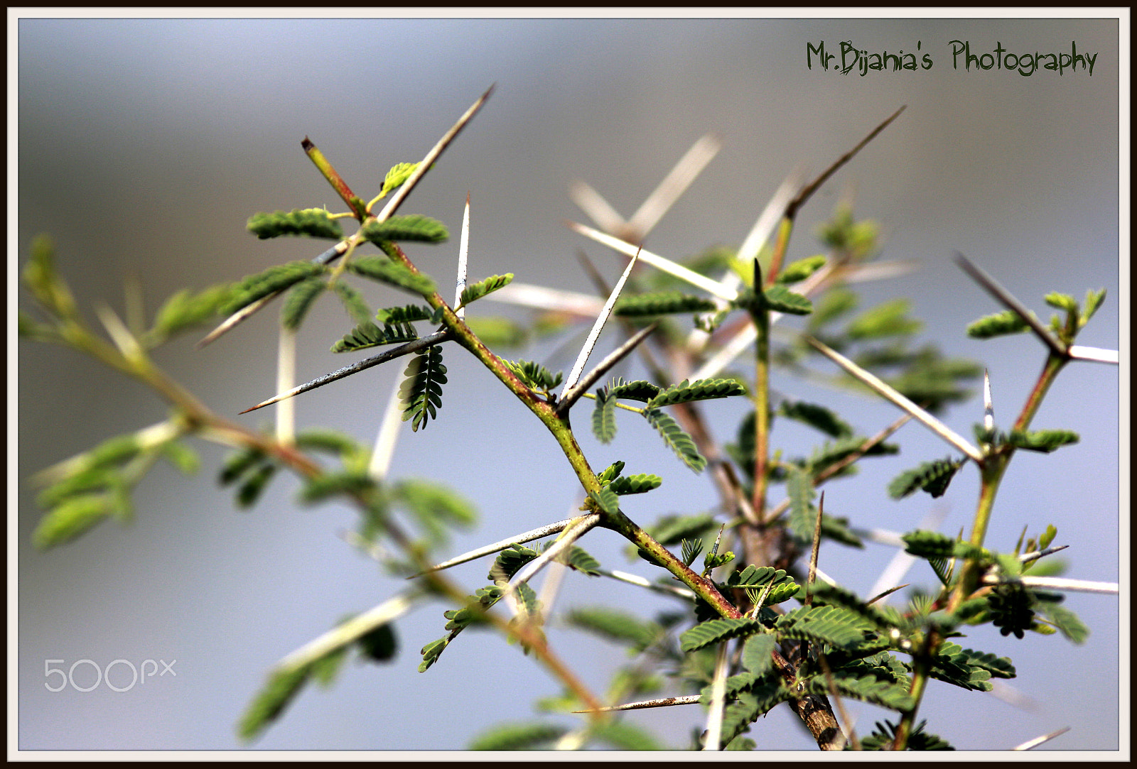 Canon EOS 60D + Canon EF 200mm F2.8L II USM sample photo. A green life on earth... photography