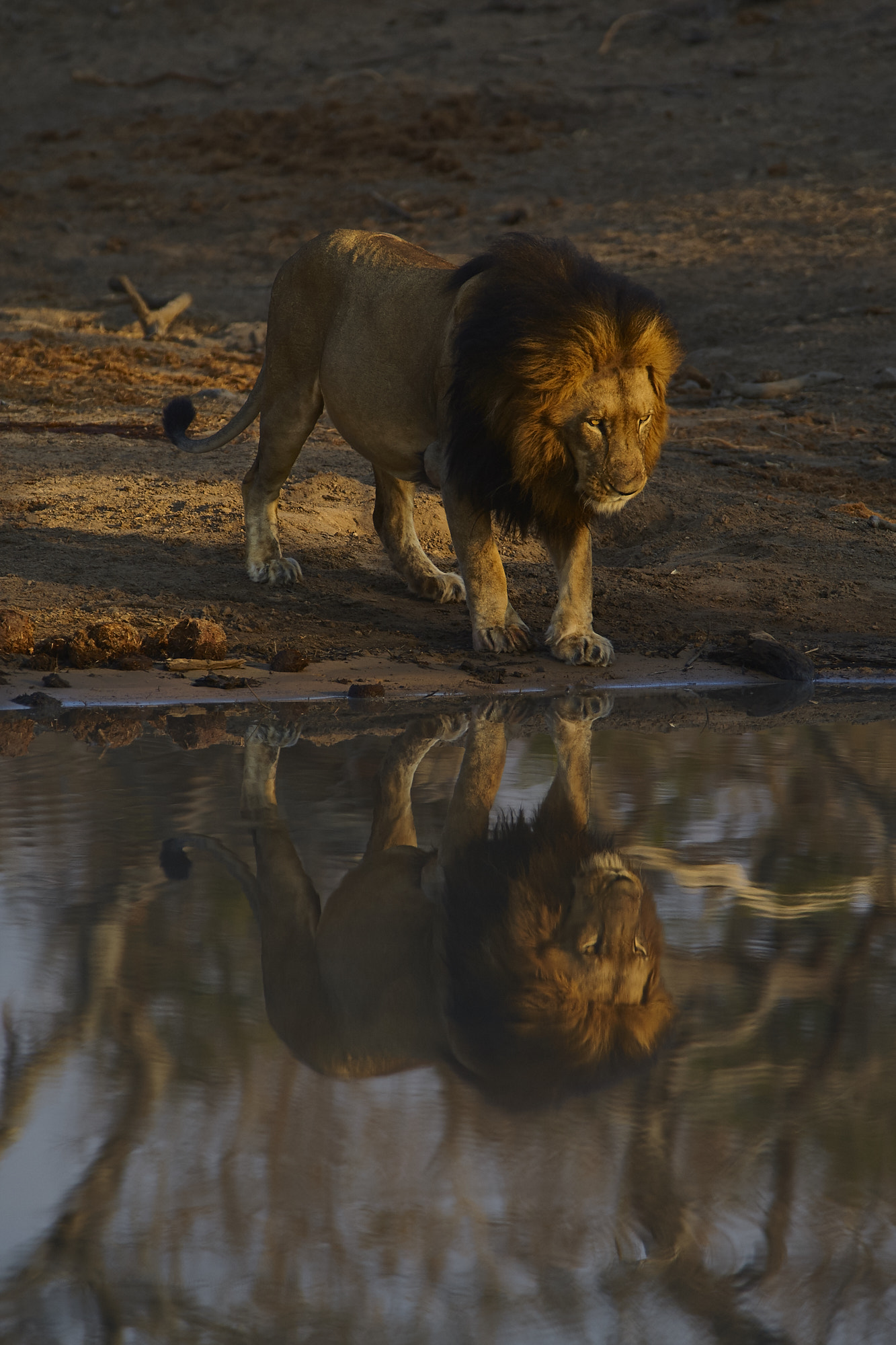Canon EF 300mm f/2.8L + 1.4x sample photo. Mirror photography