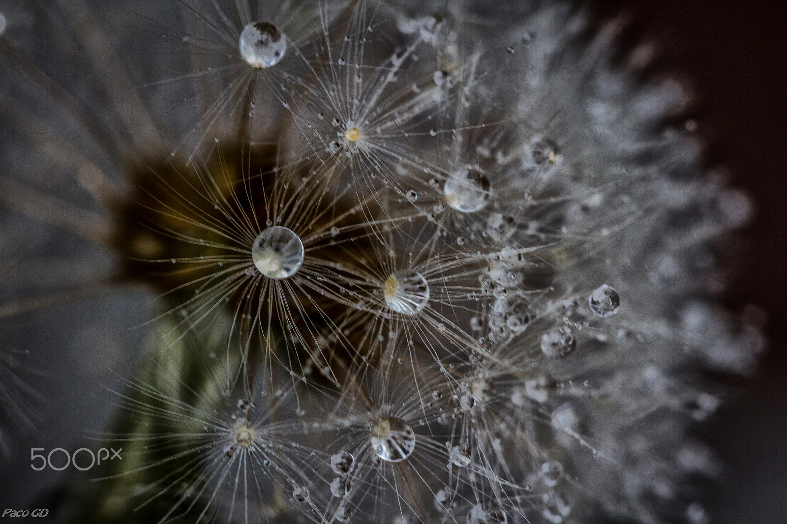 Canon EOS 7D + Canon EF 100mm F2.8 Macro USM sample photo. Perlitas photography